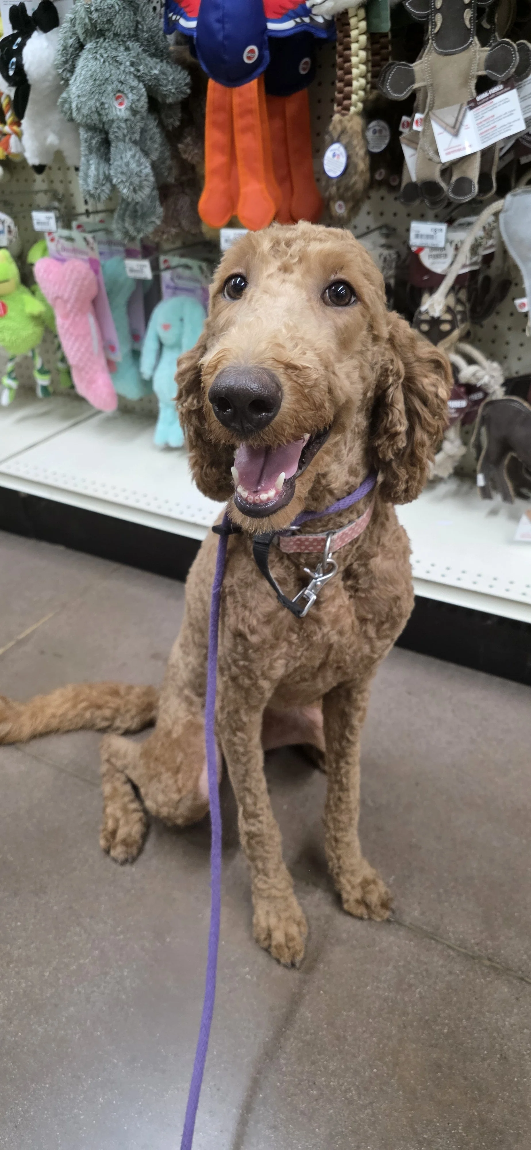 Brandy - F Goldendoodle