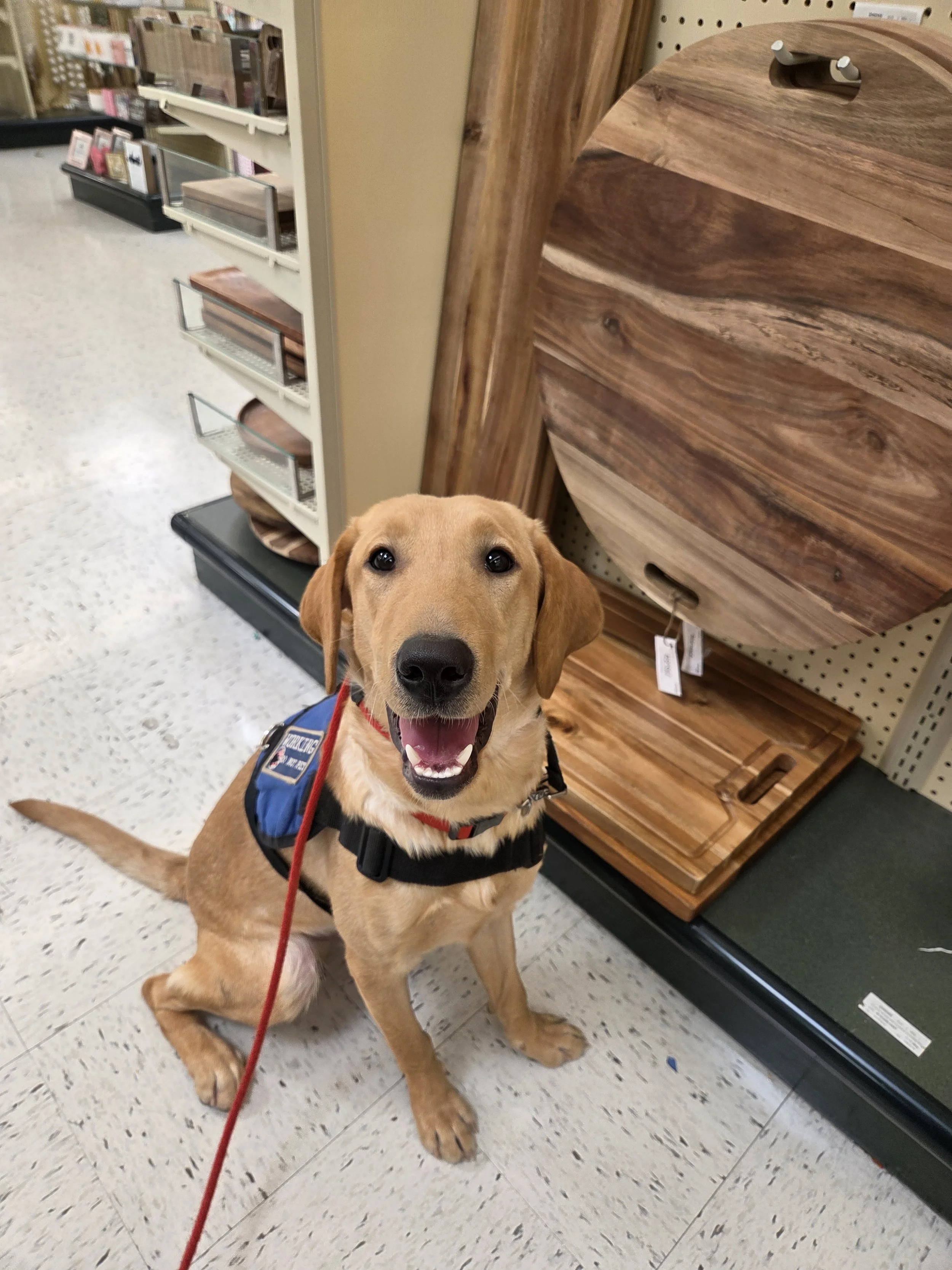 Buddy - Male Labrador