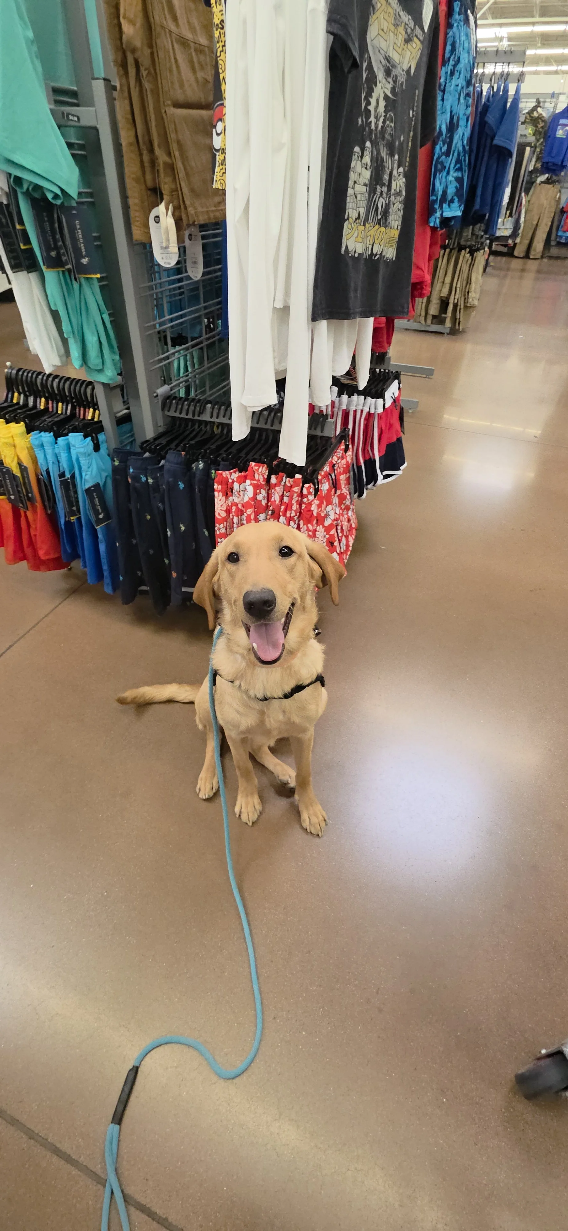 Joe-  Male Labrador