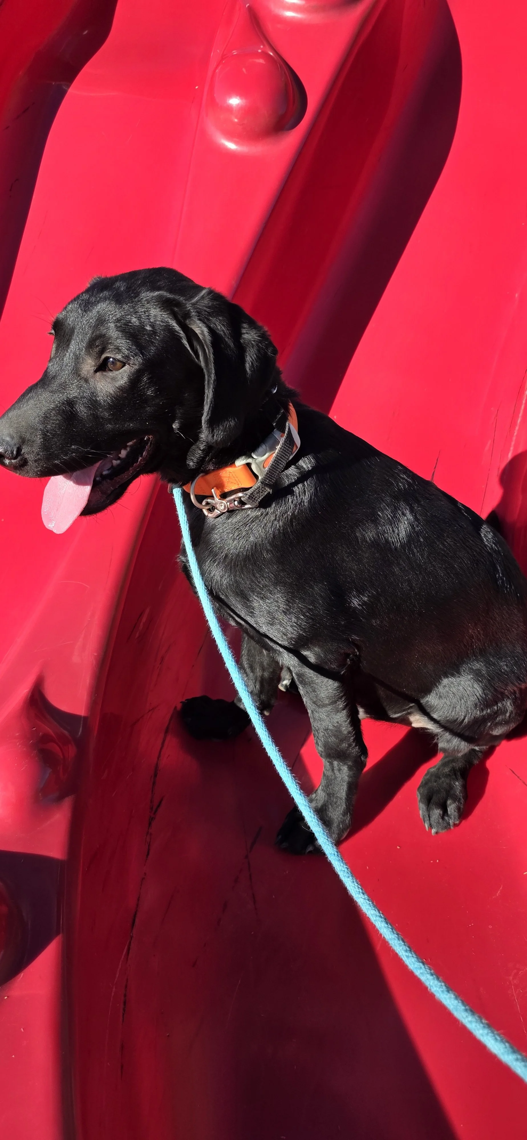 Oakley M Labrador