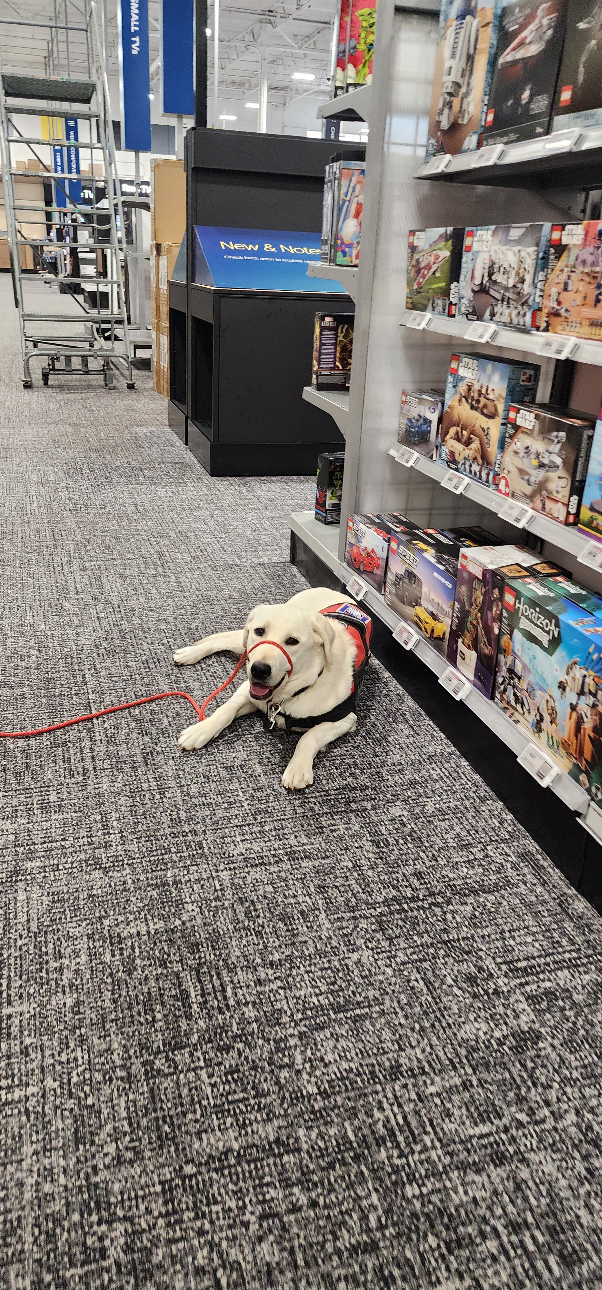 Milo - Male Labrador
