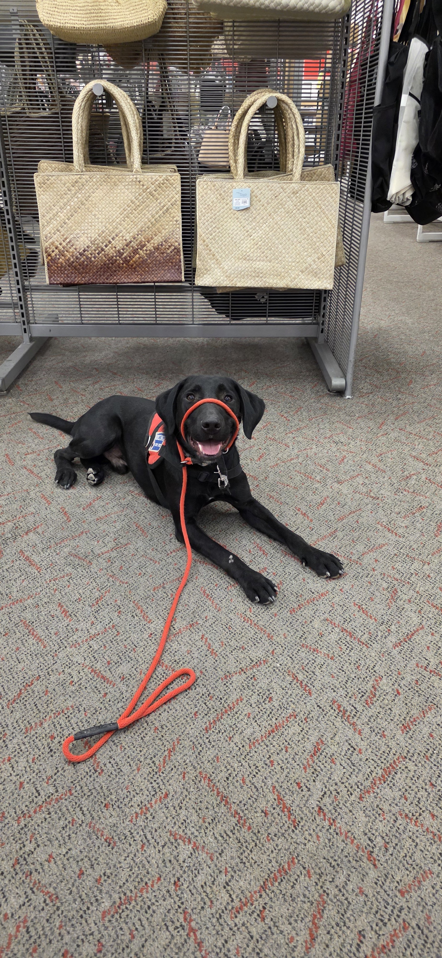 Austin - M Labrador