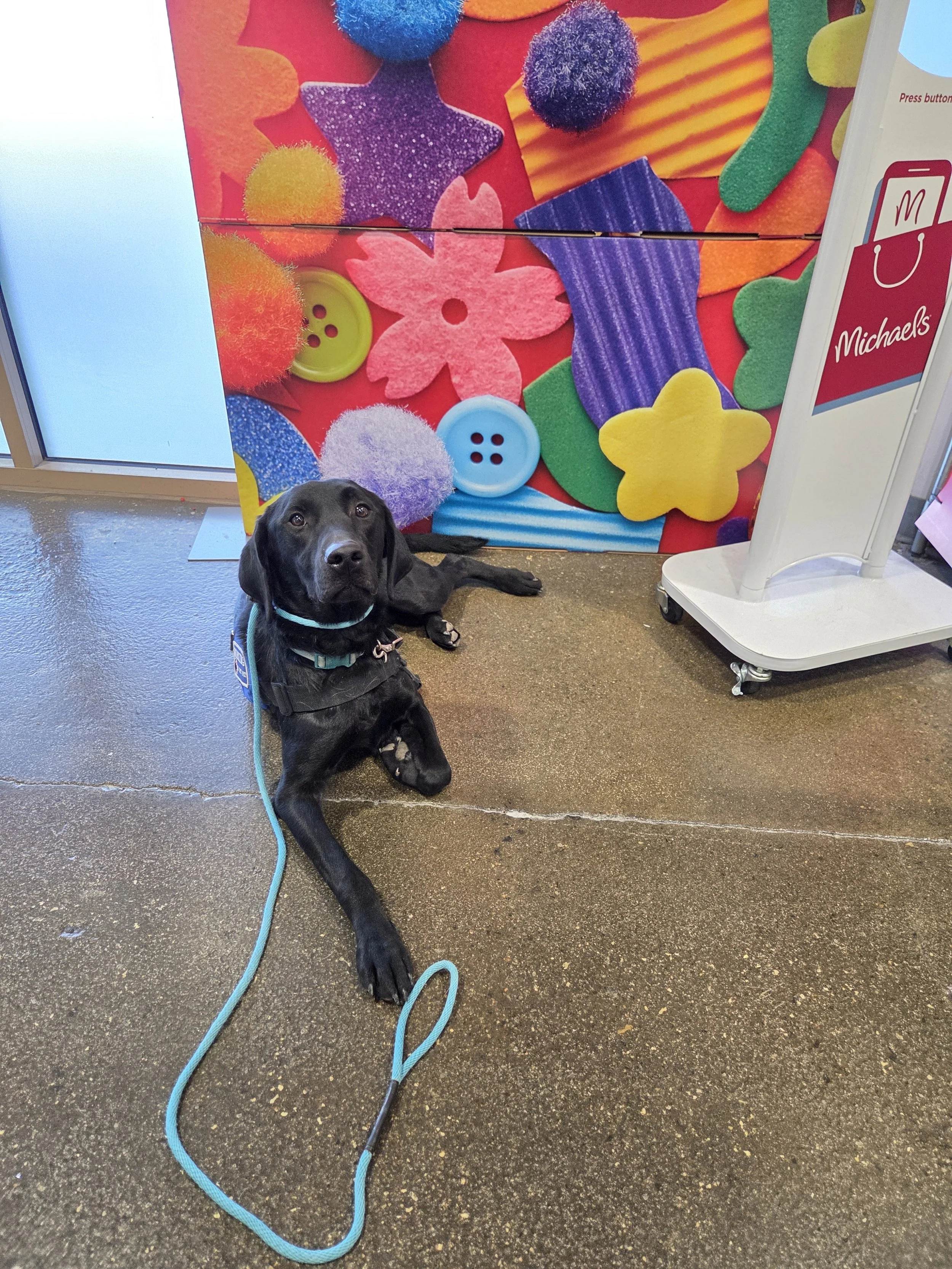 Ozzie - M Labrador