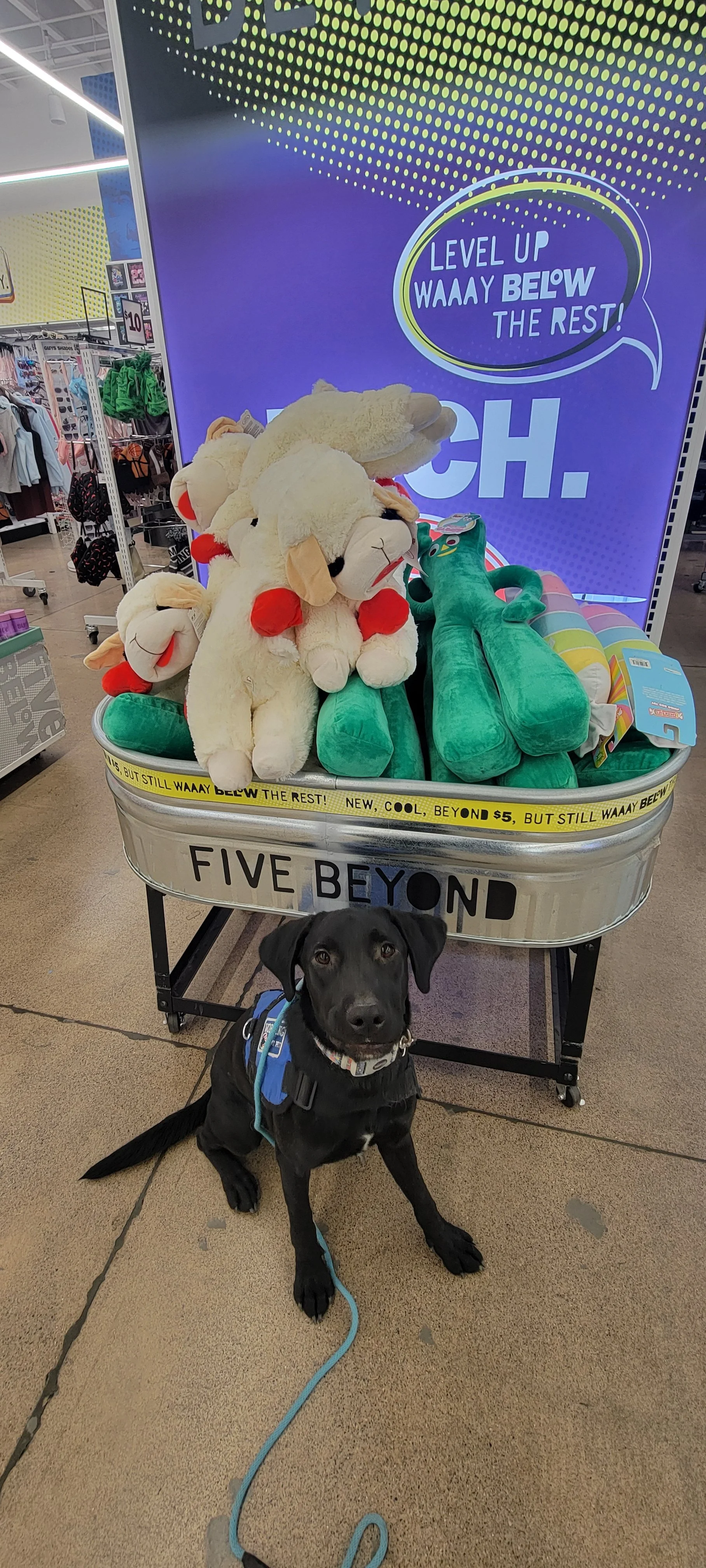 Austin - M Labrador