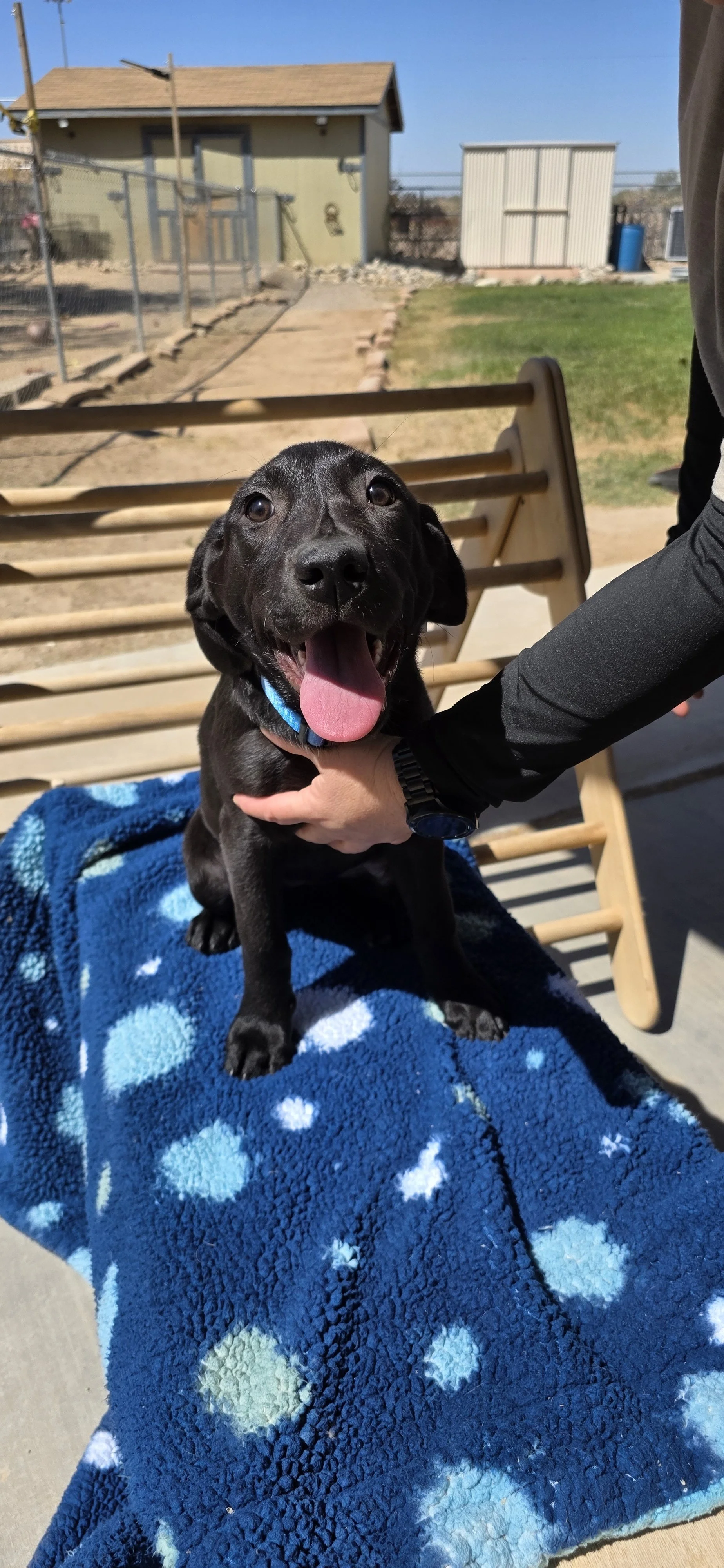 Suzie - Female Labrador