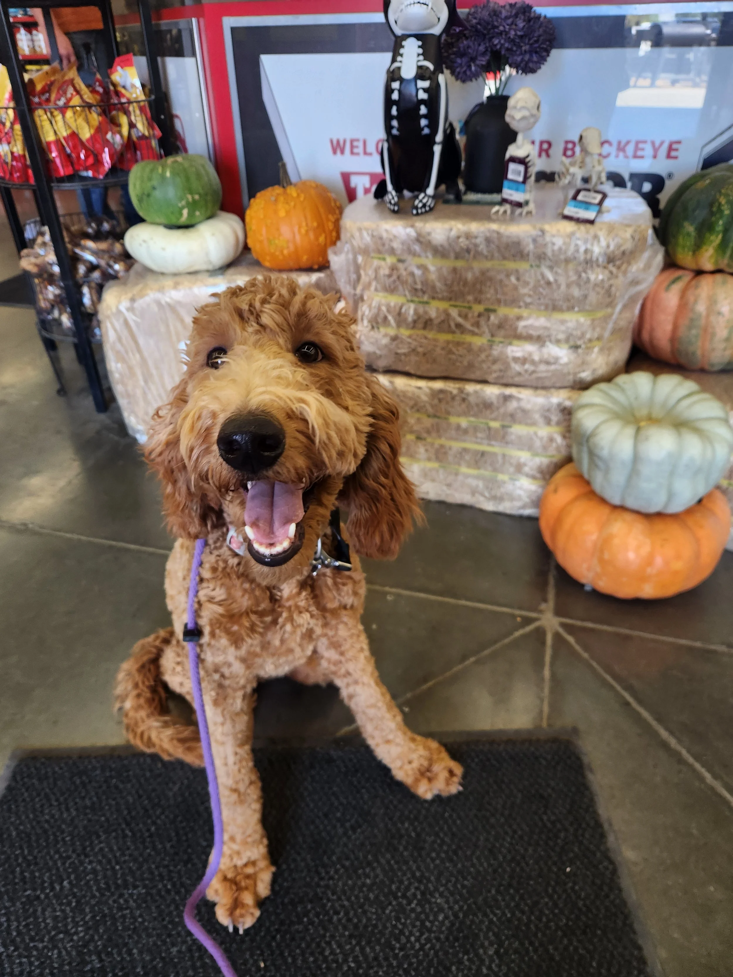 Brandy - F Goldendoodle