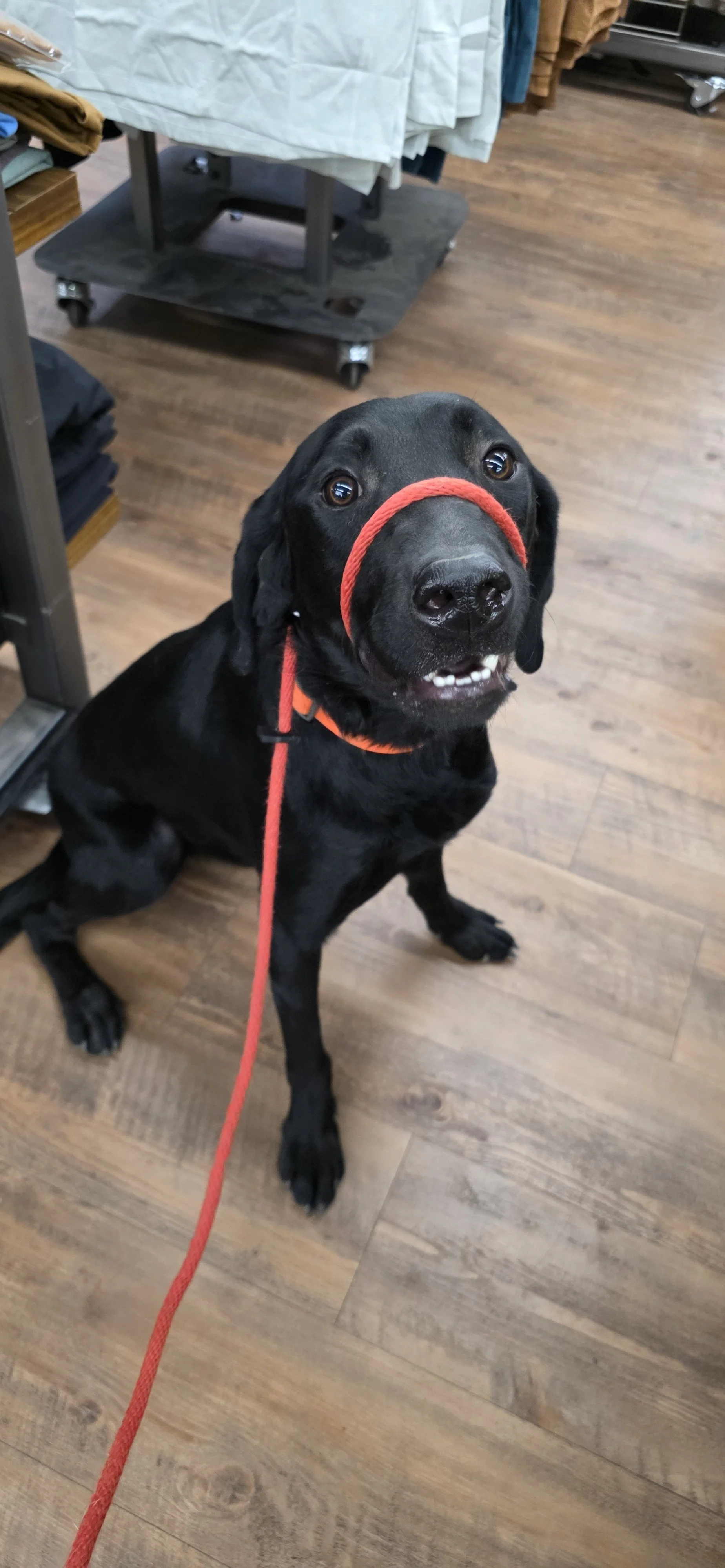 Bronx - M Labrador
