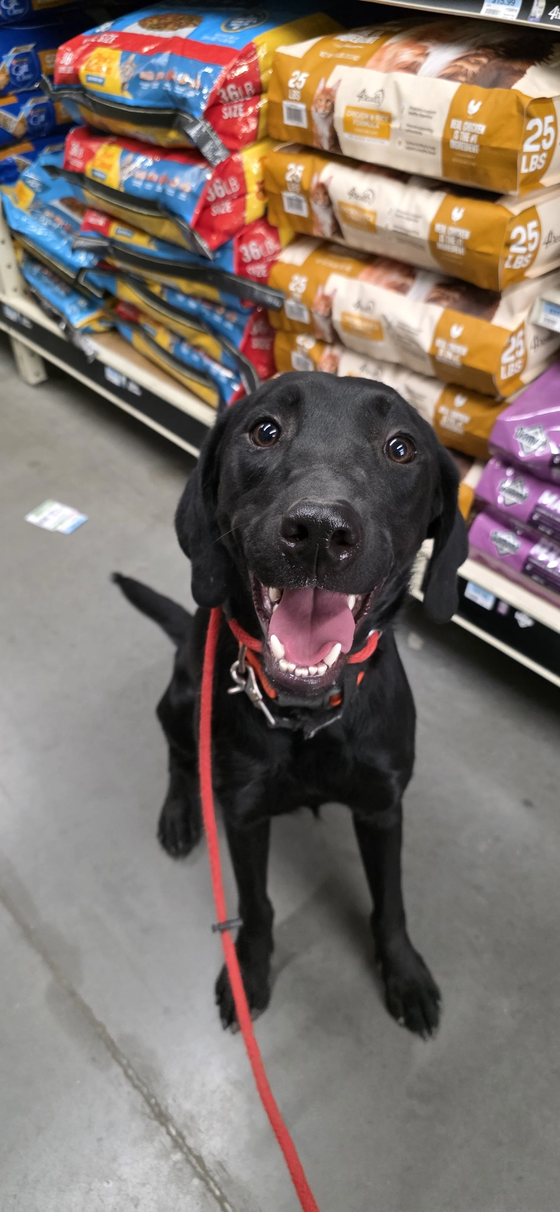 Bronx - M Labrador