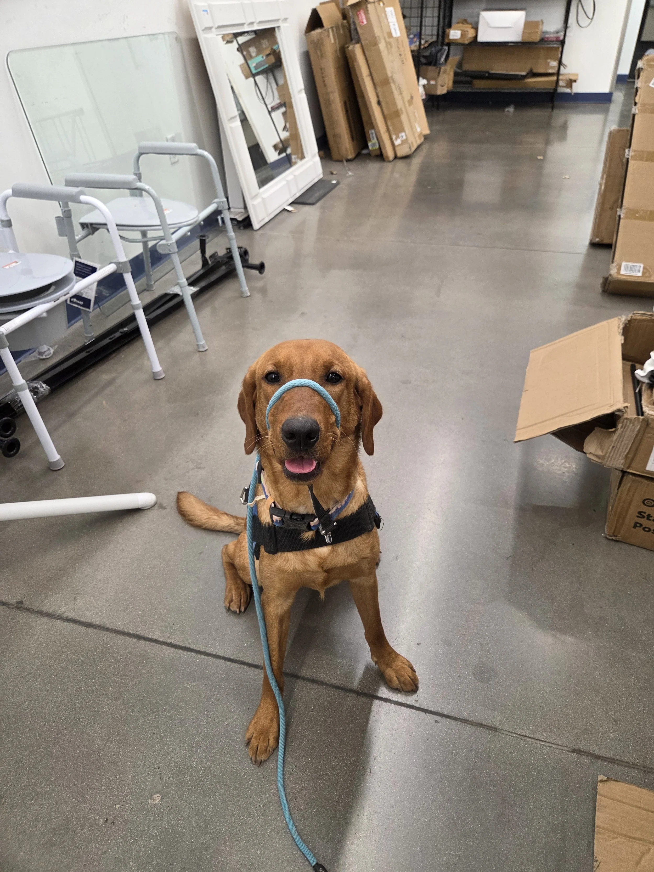 Ray - Male Labrador