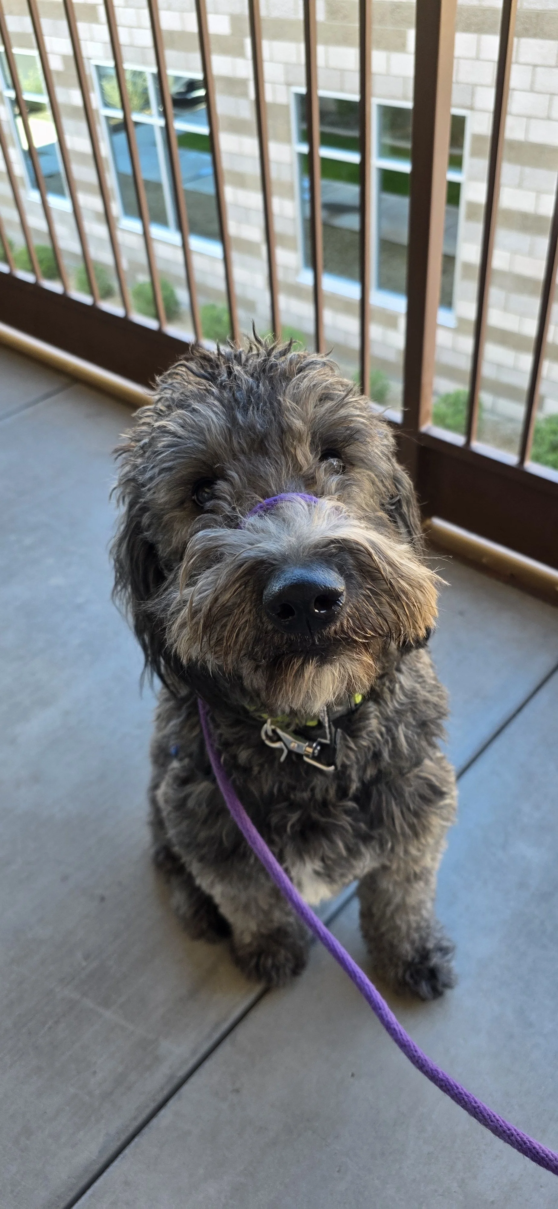 June F Goldendoodle 