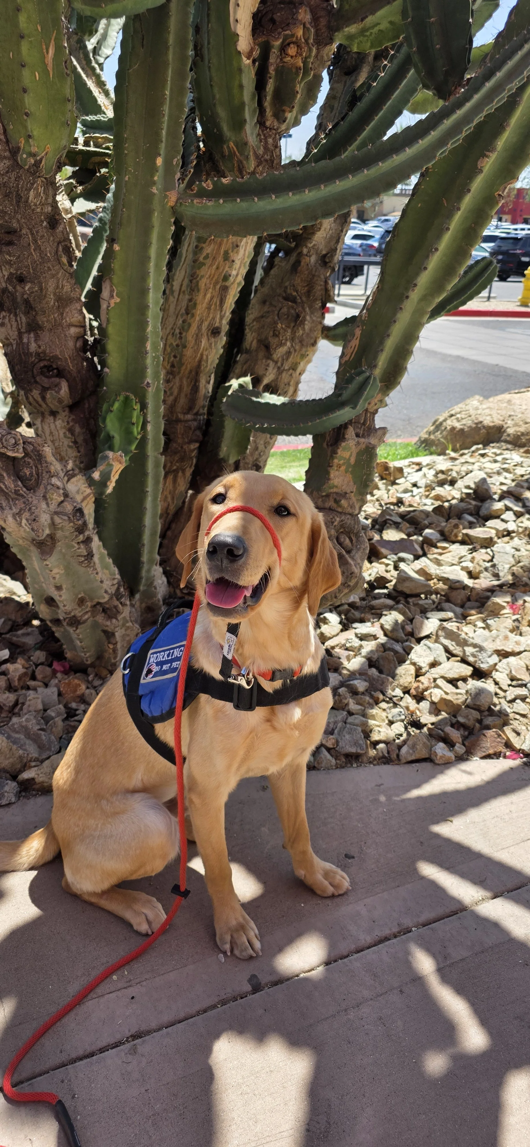 Buddy - Male Labrador