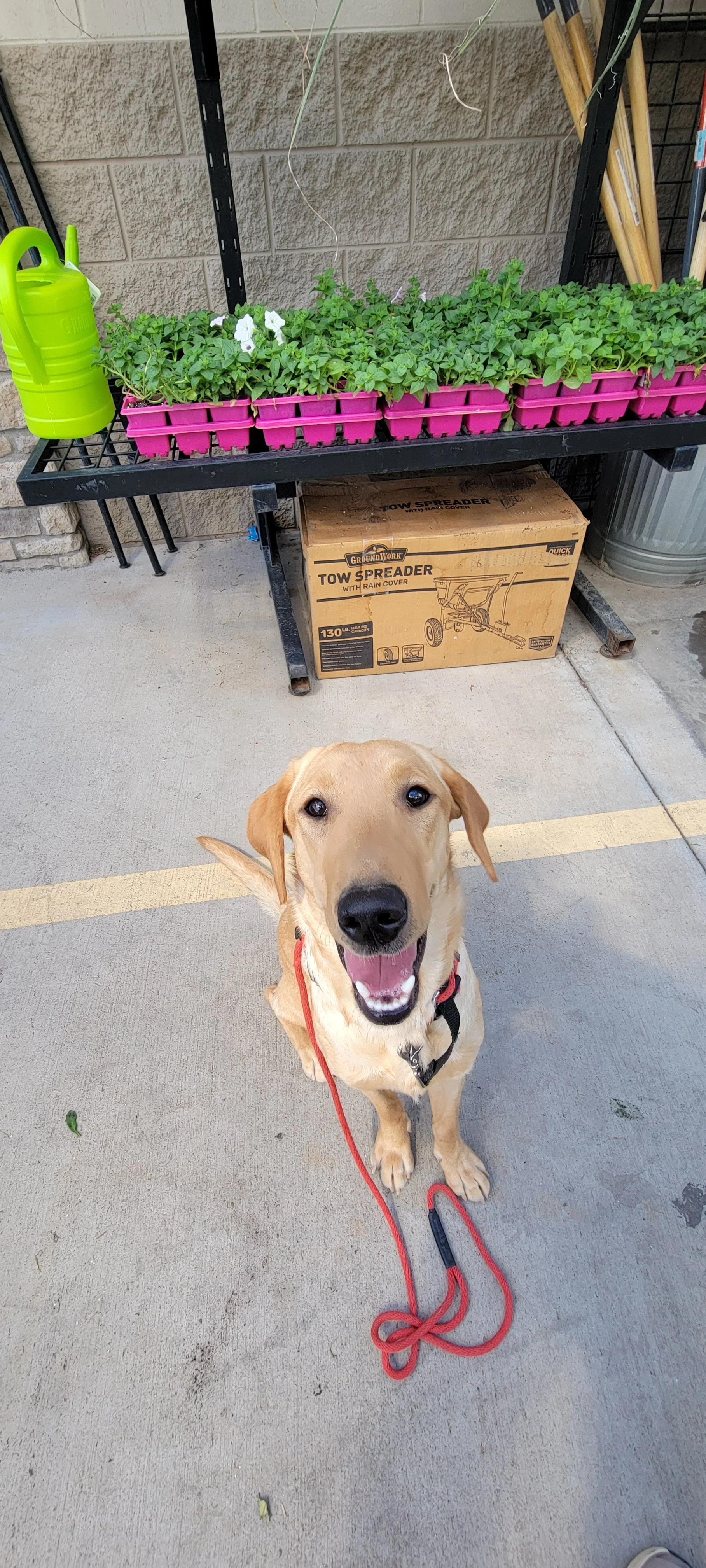 Buddy - Male Labrador