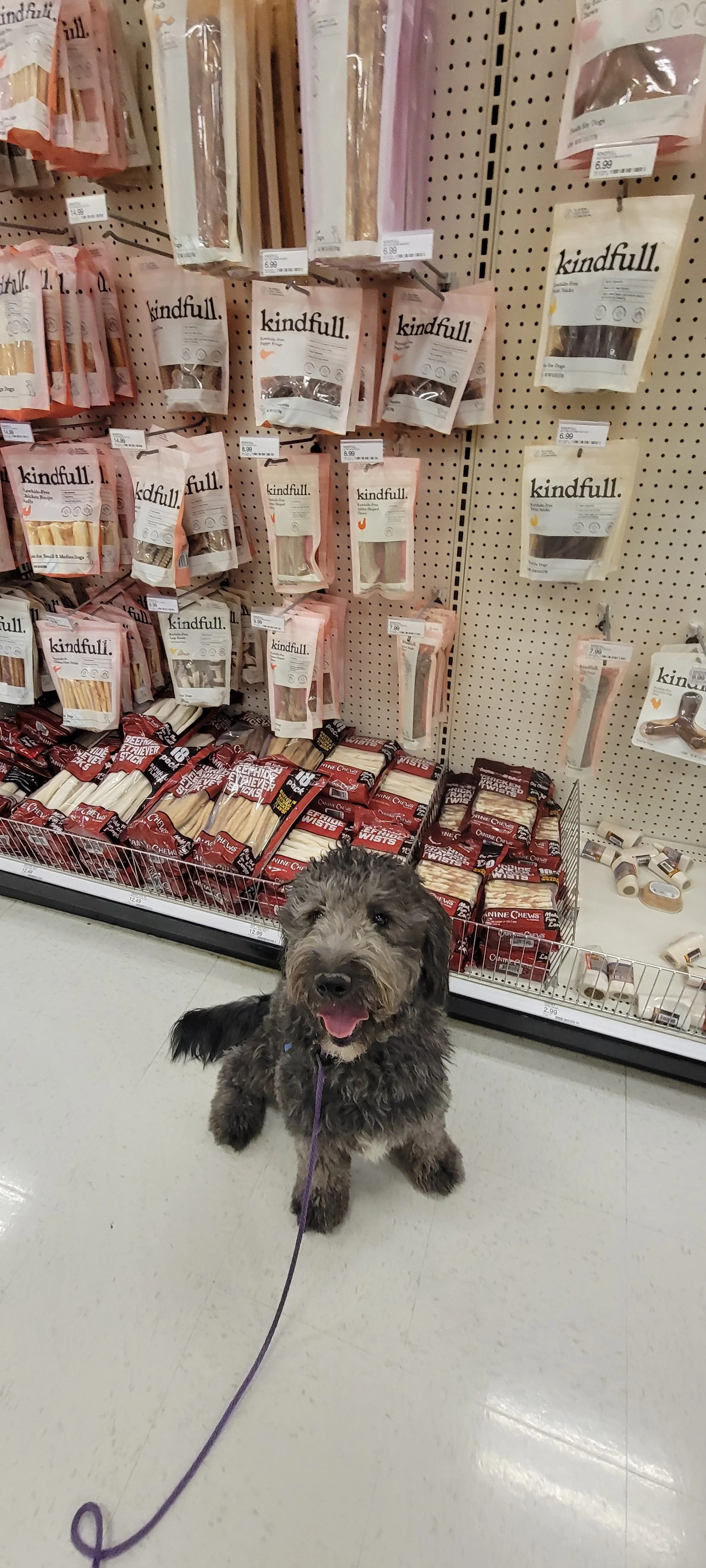 June F Goldendoodle 