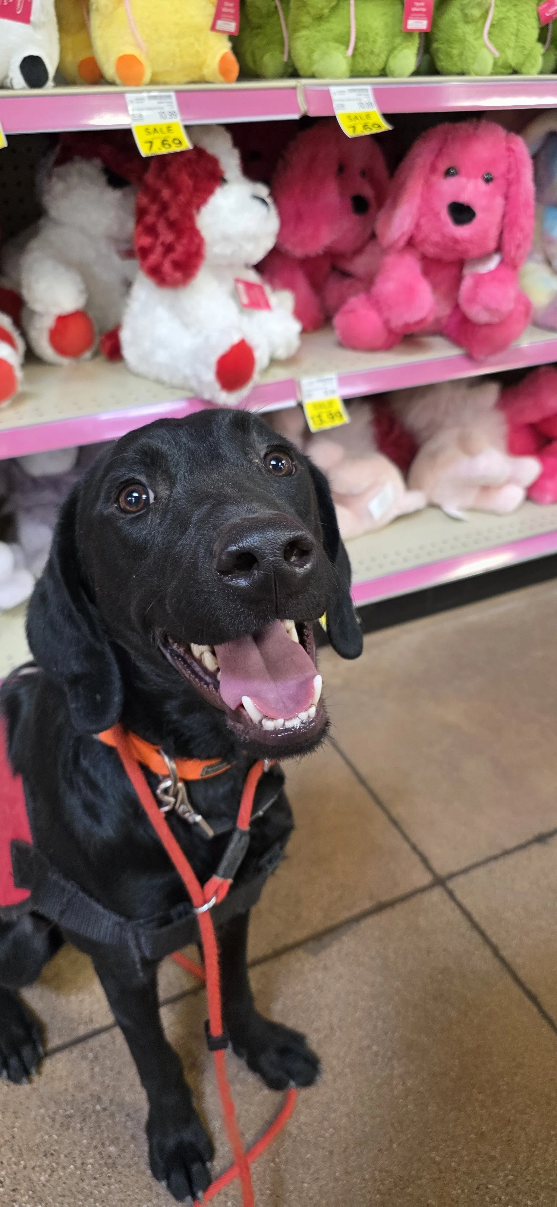 Bronx - M Labrador