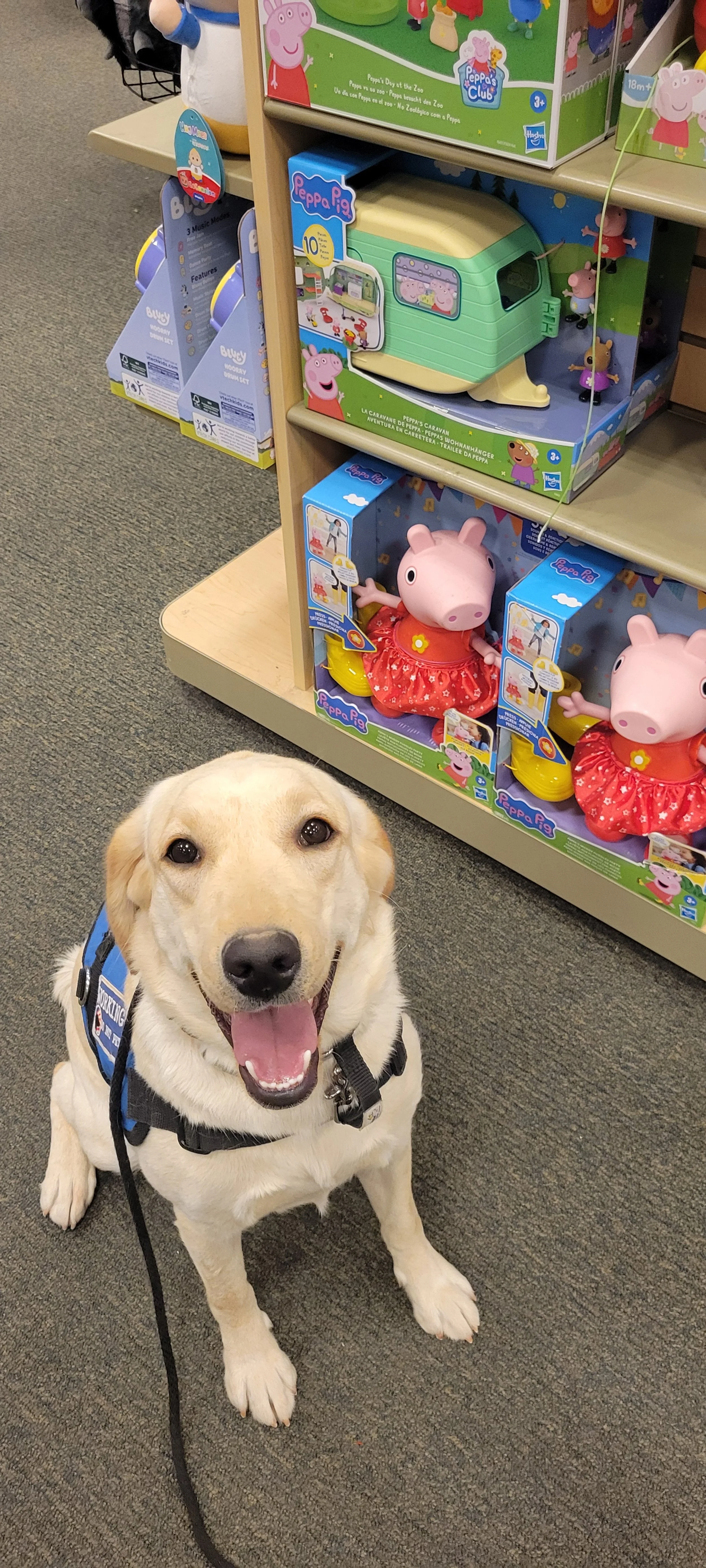 Emmy - F Labrador