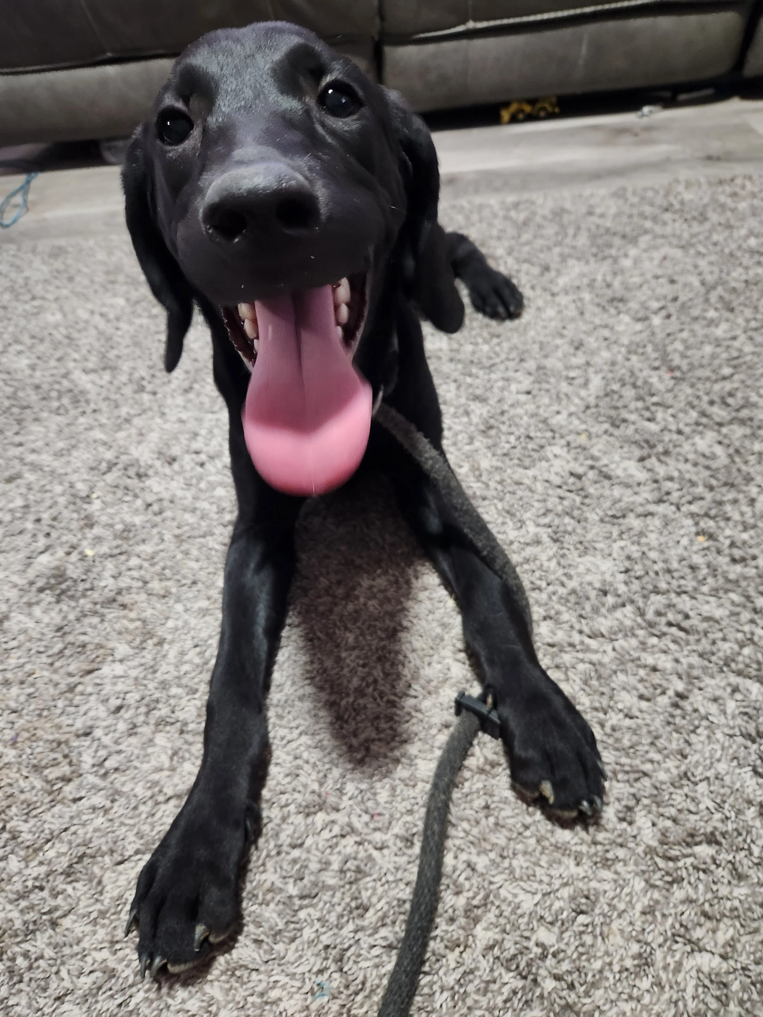 Bronx - M Labrador