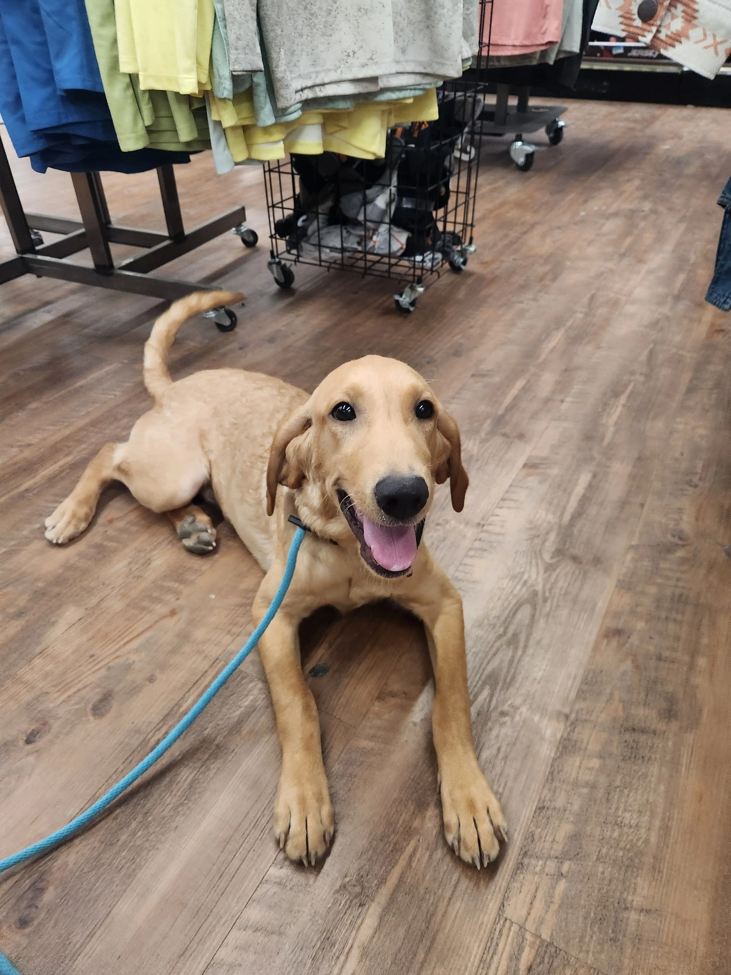 Joe- Male Labrador