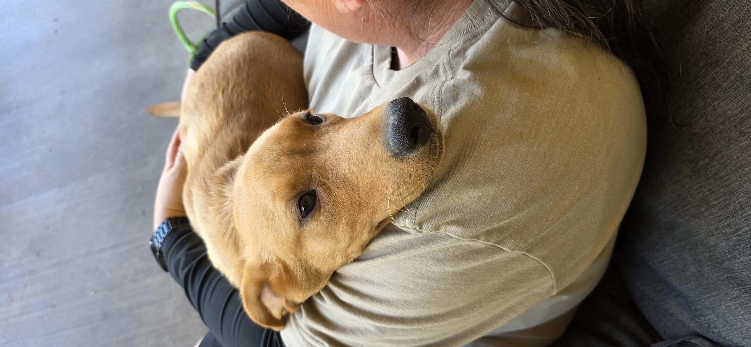 Bolt M Labrador