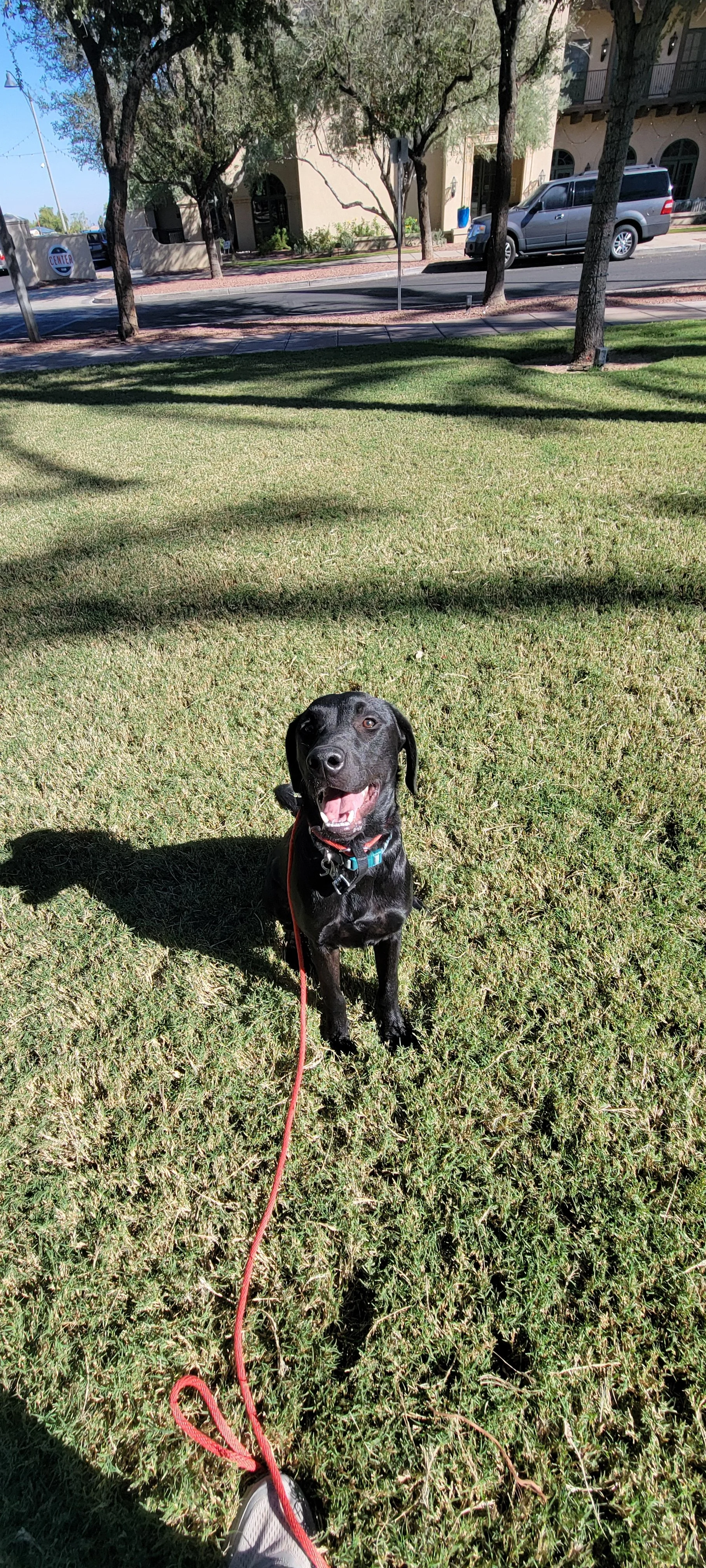 Ozzie - M Labrador