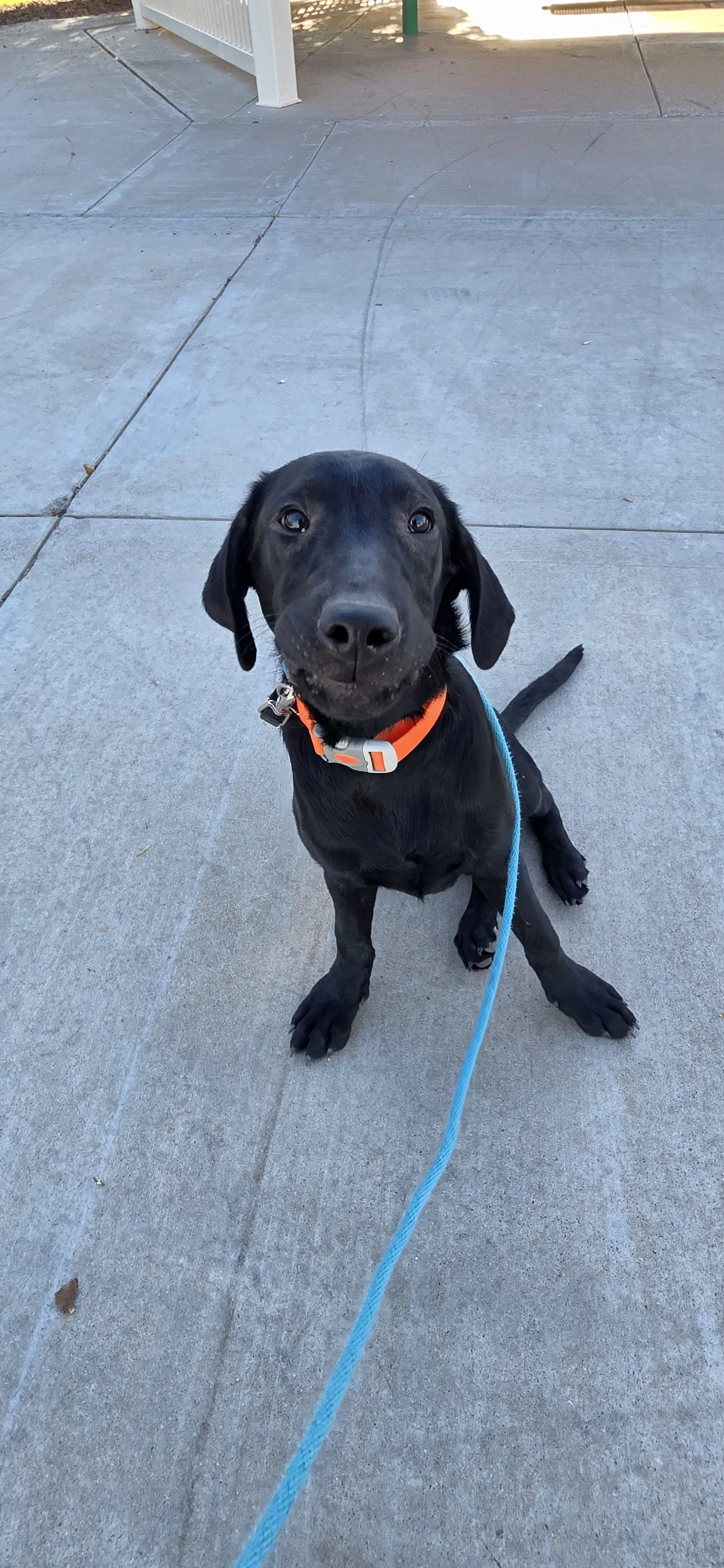 Oakley M Labrador