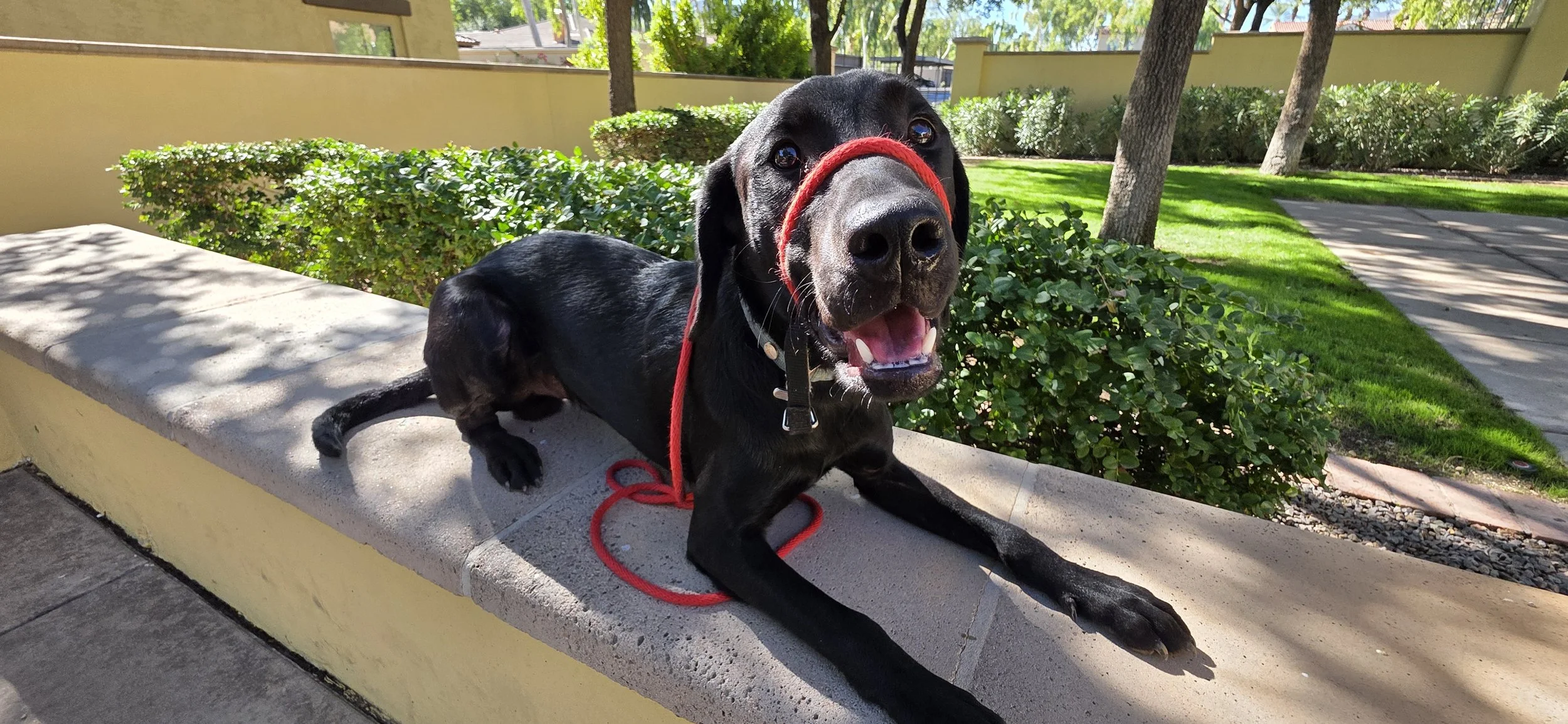 Ozzie - M Labrador