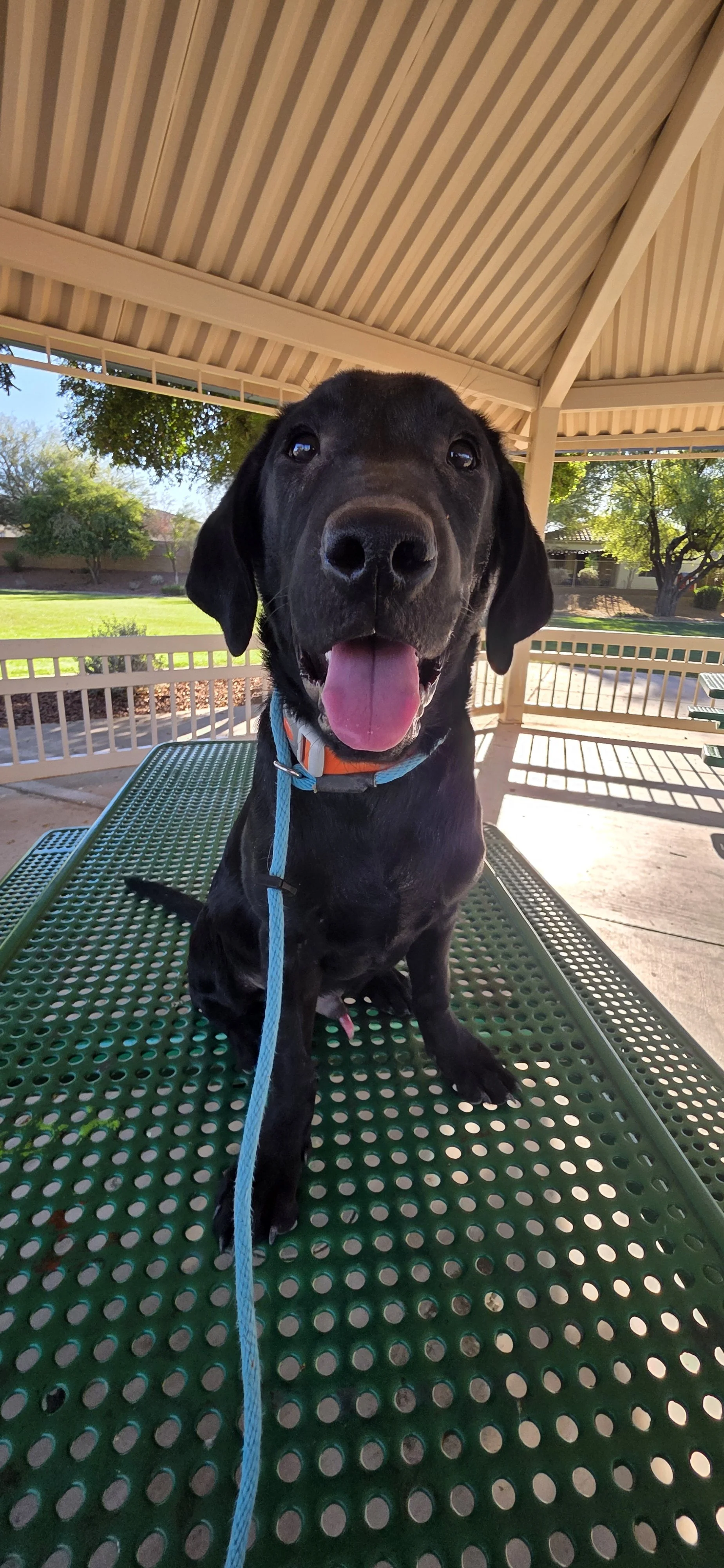Oakley M Labrador