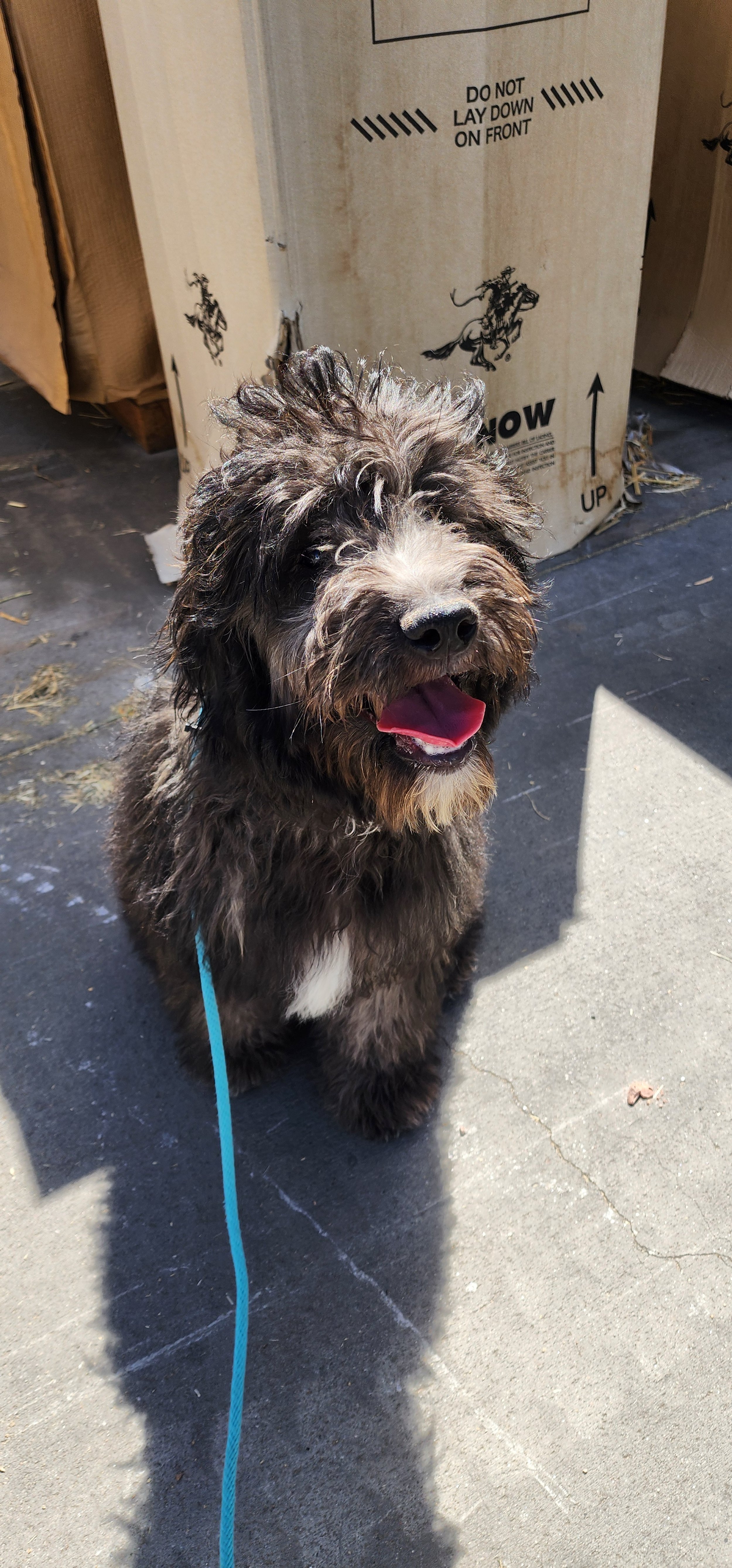 Chedda -F Goldendoodle