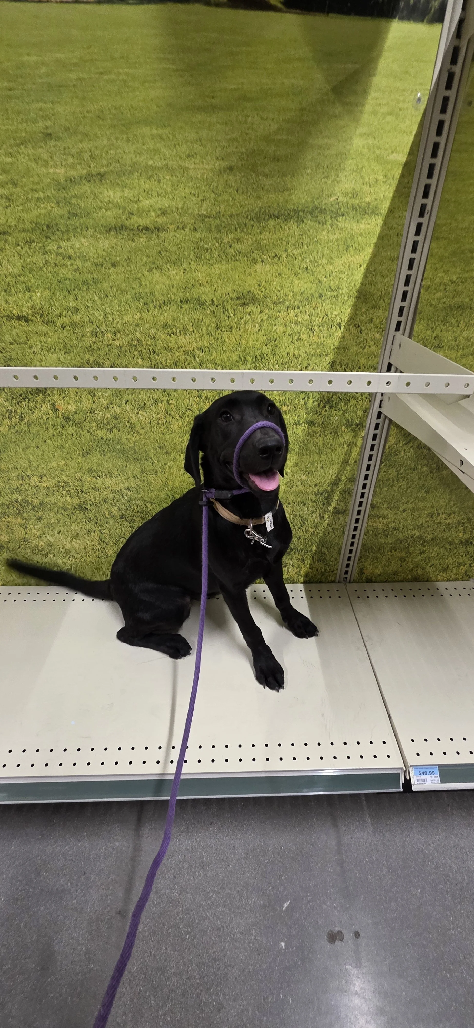 Suzie Q - Female Labrador