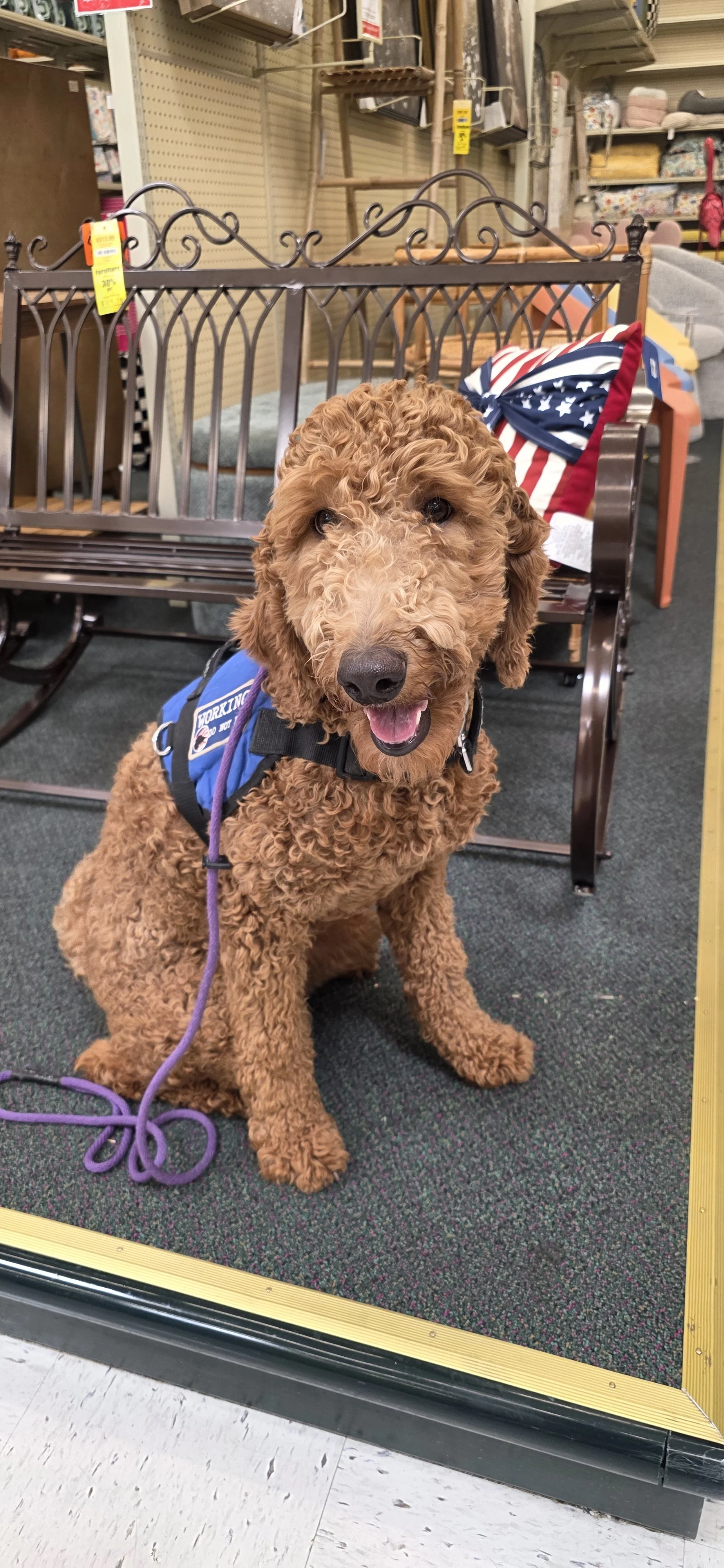 Brandy - F Goldendoodle