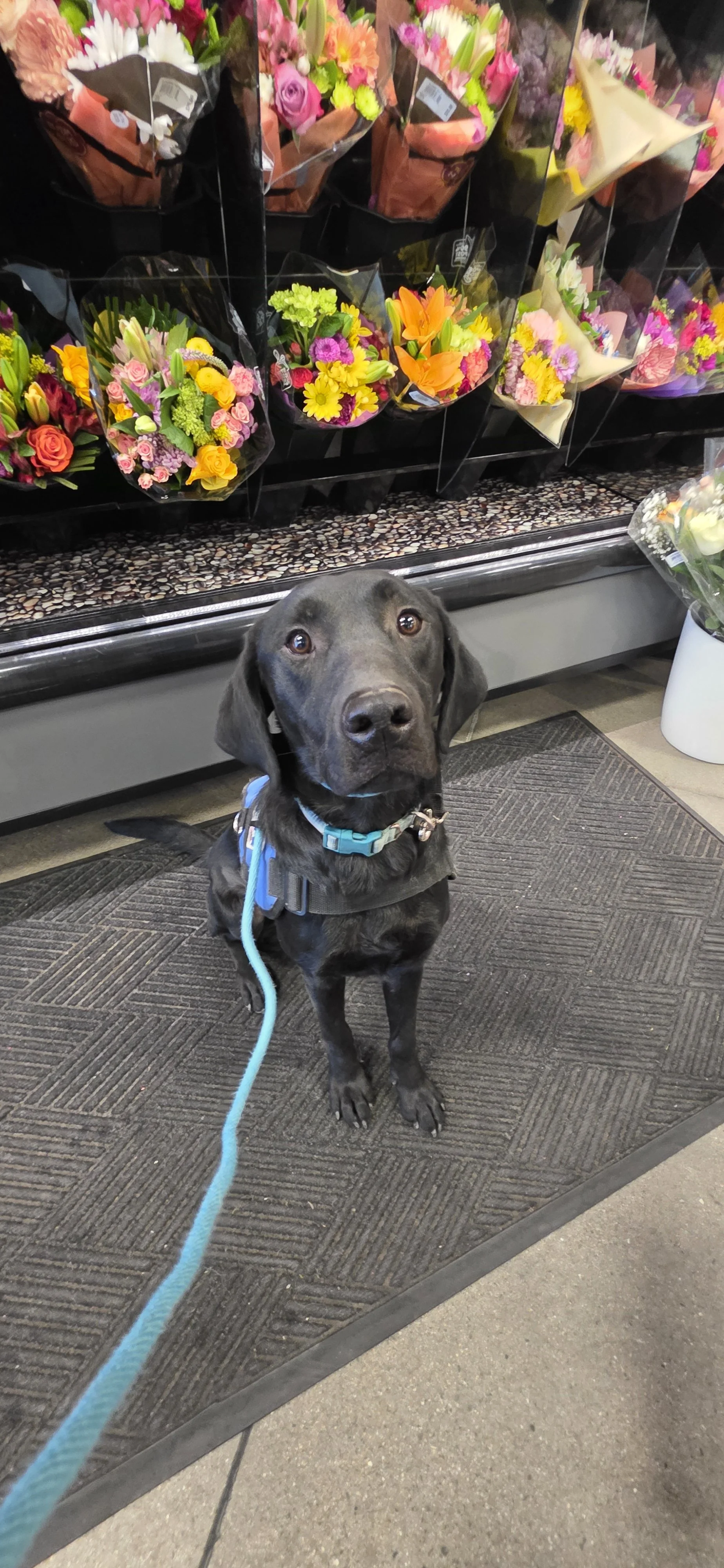 Ozzie - M Labrador