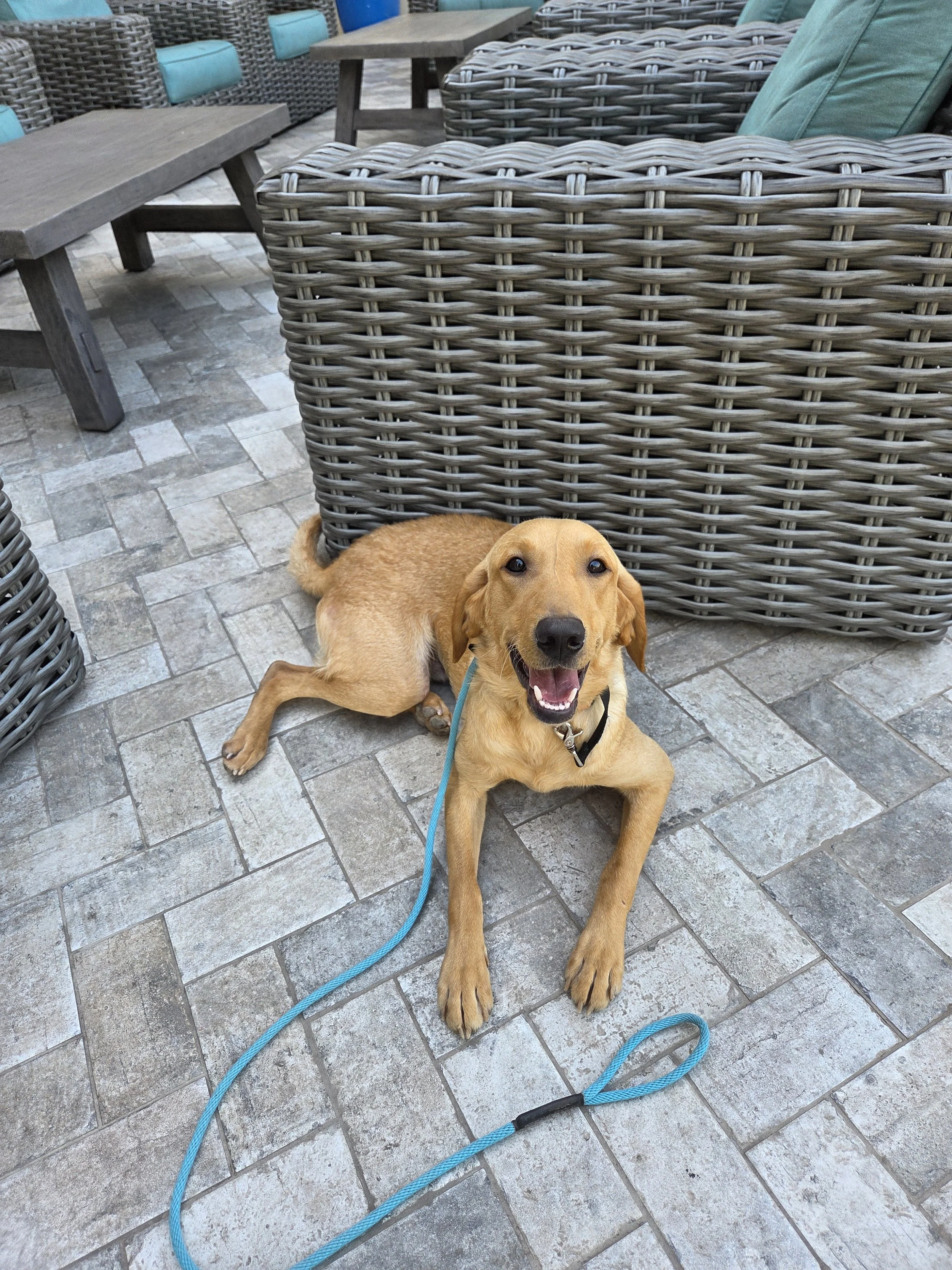 Joe-  Male Labrador