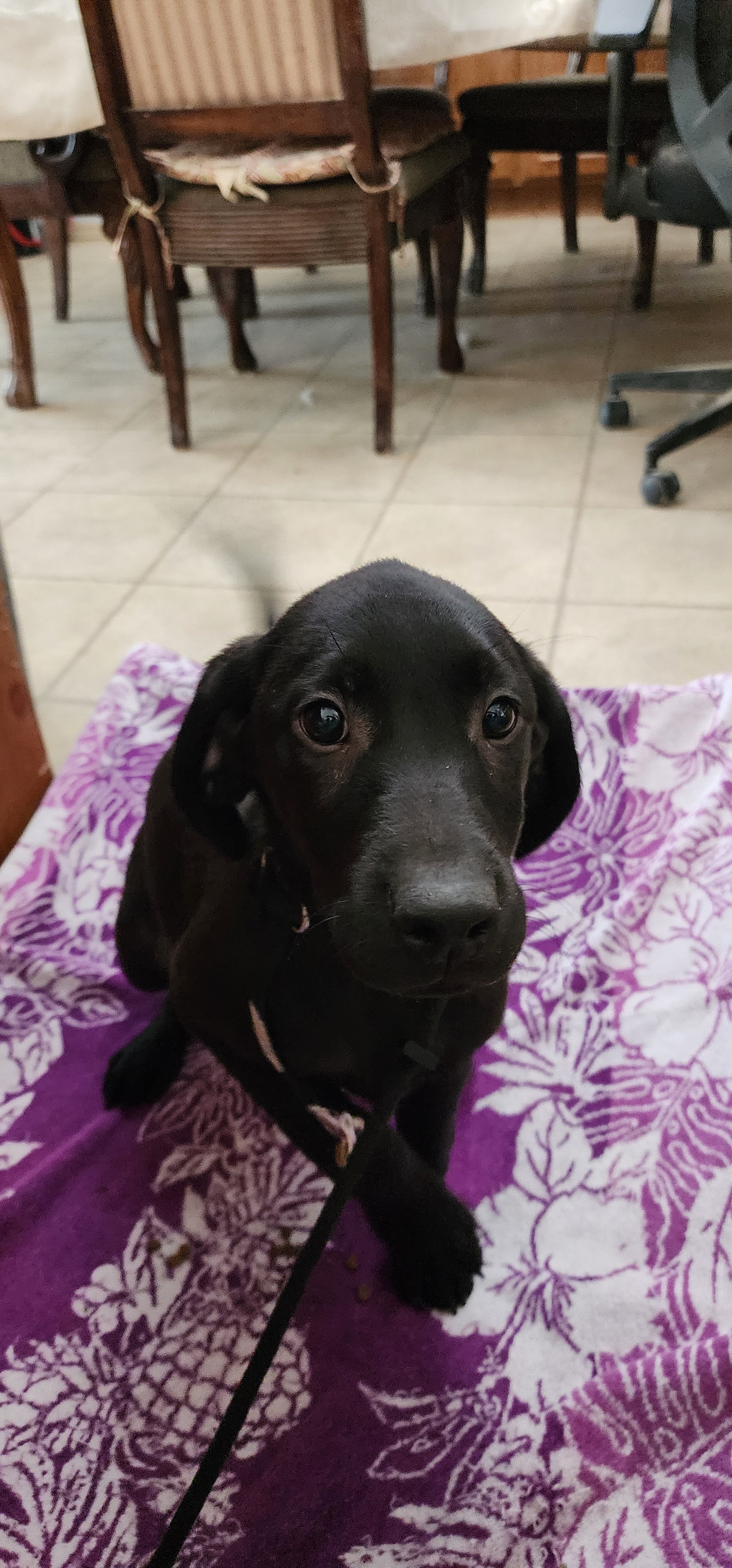Ozzie - M Labrador