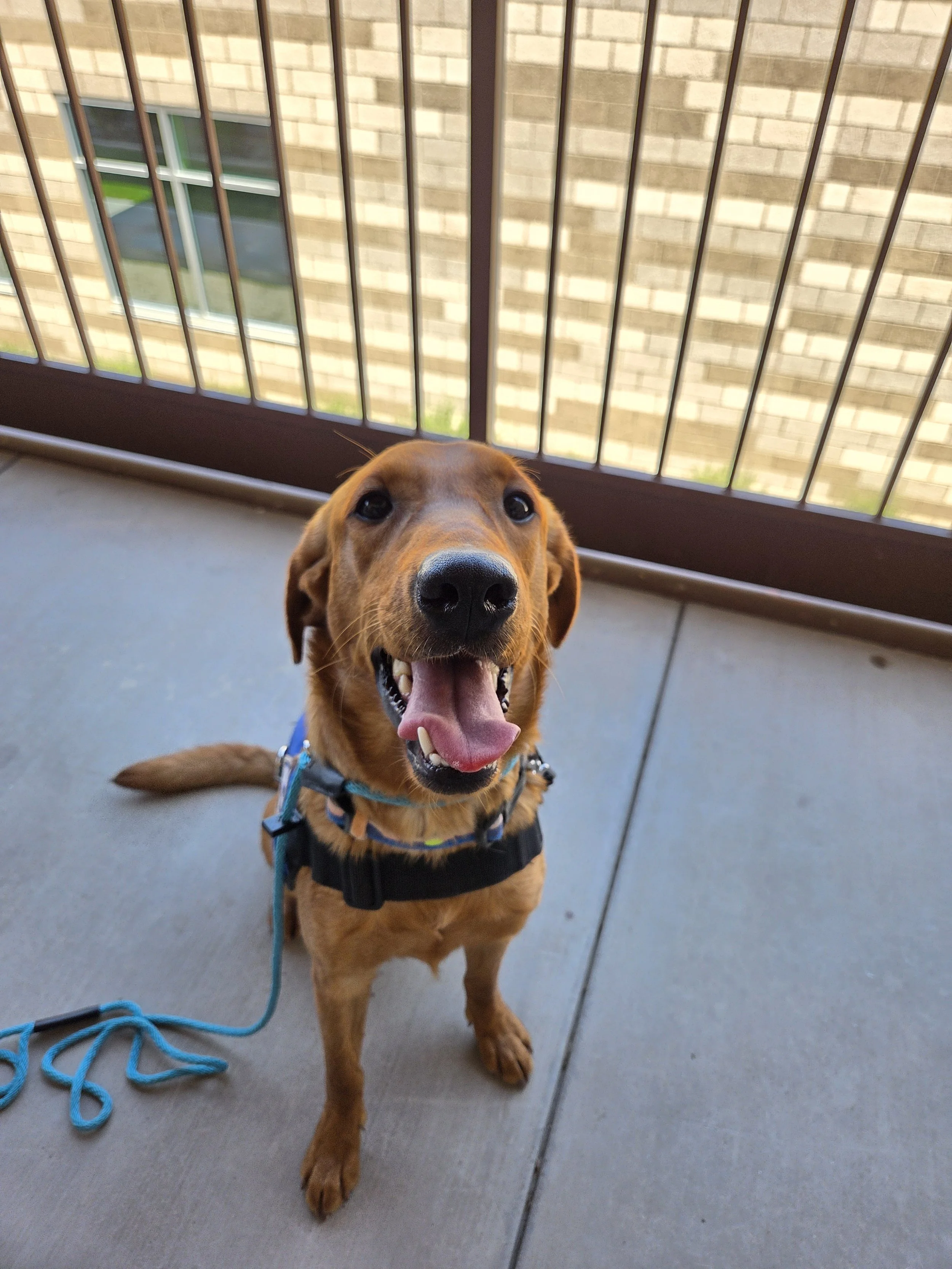 Ray - Male Labrador