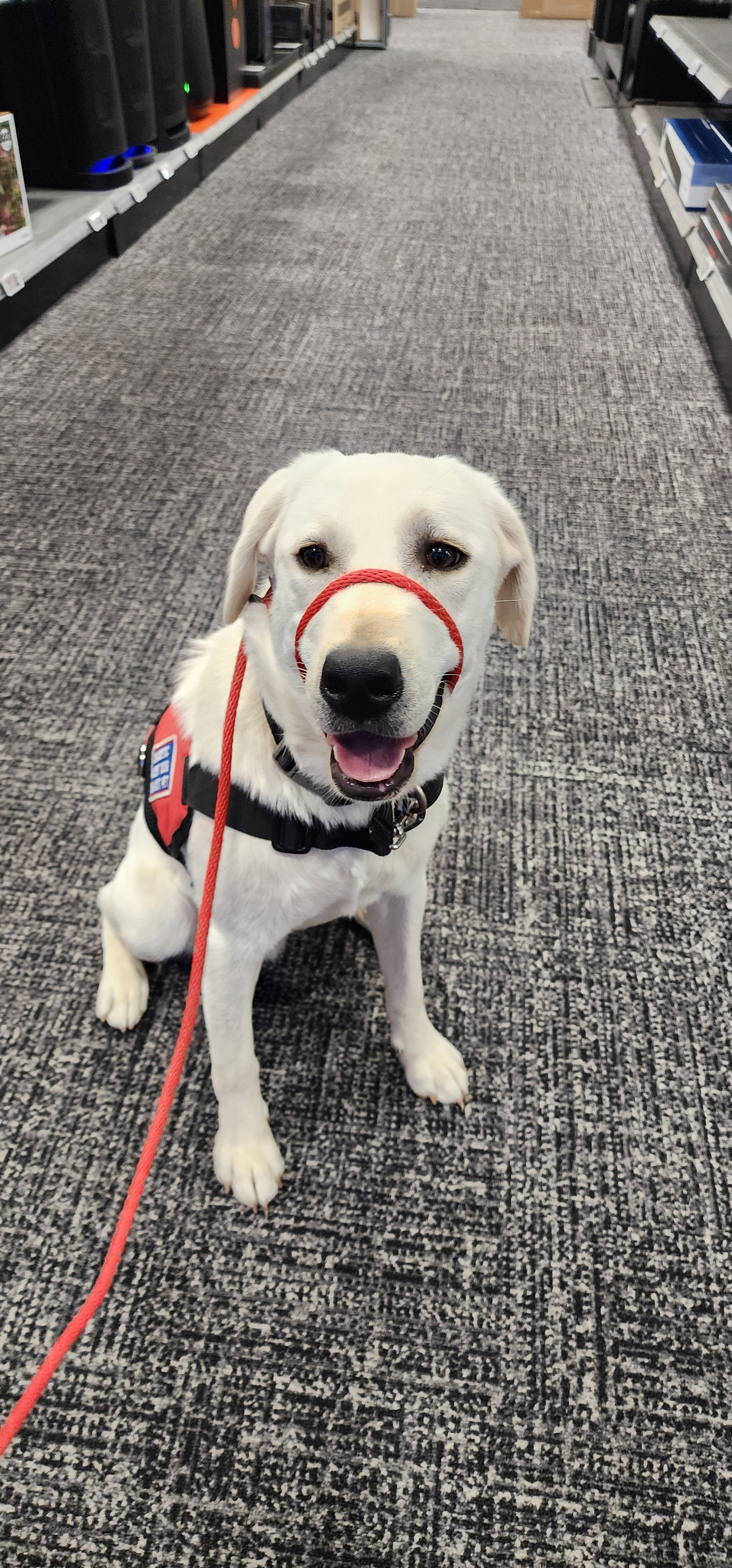 Milo - Male Labrador