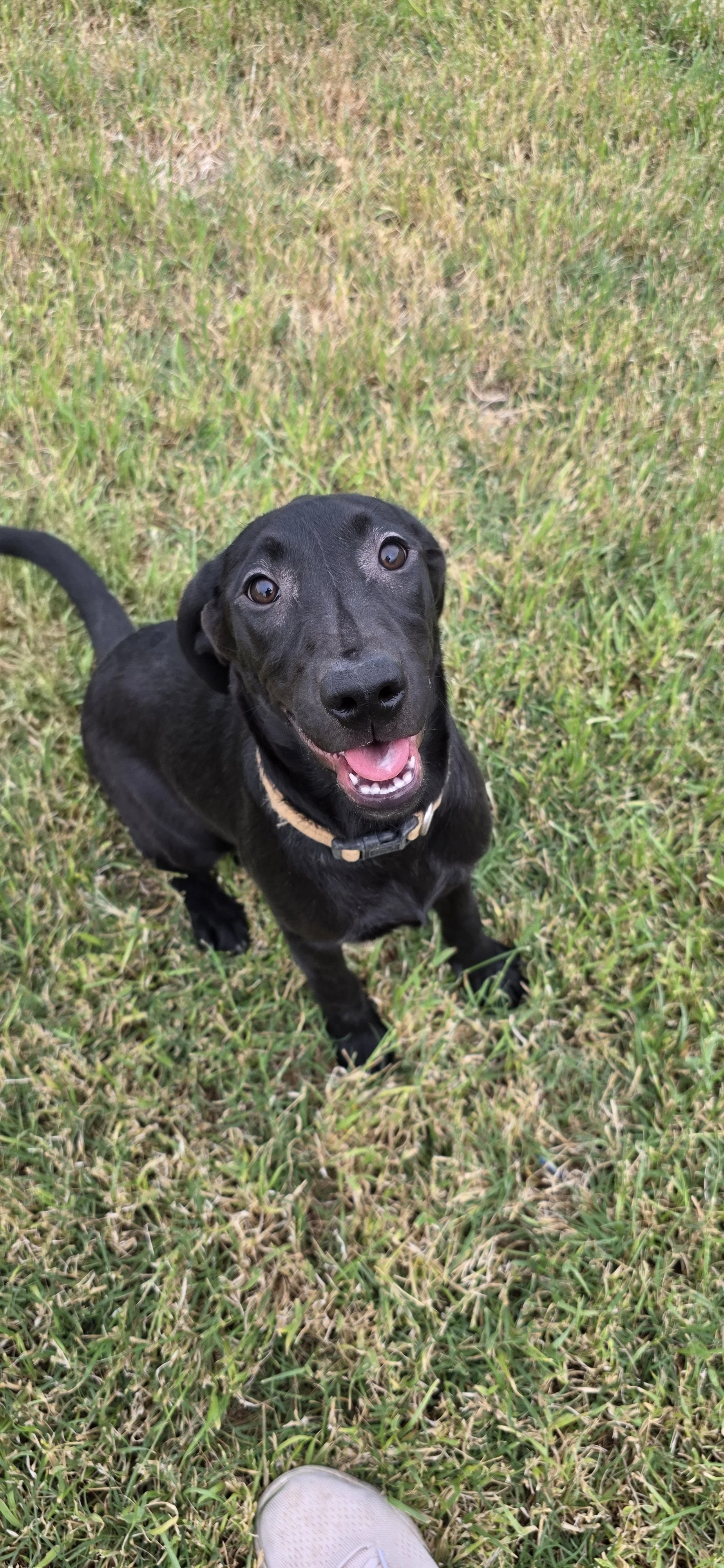 Suzie Q - Female Labrador