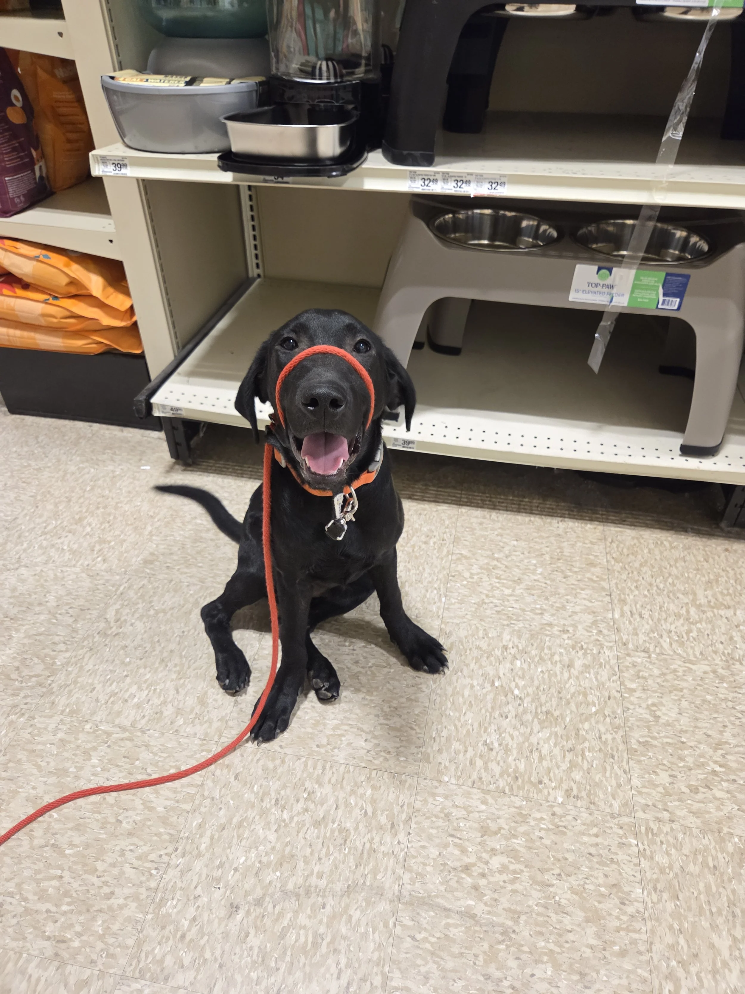 Oakley M Labrador