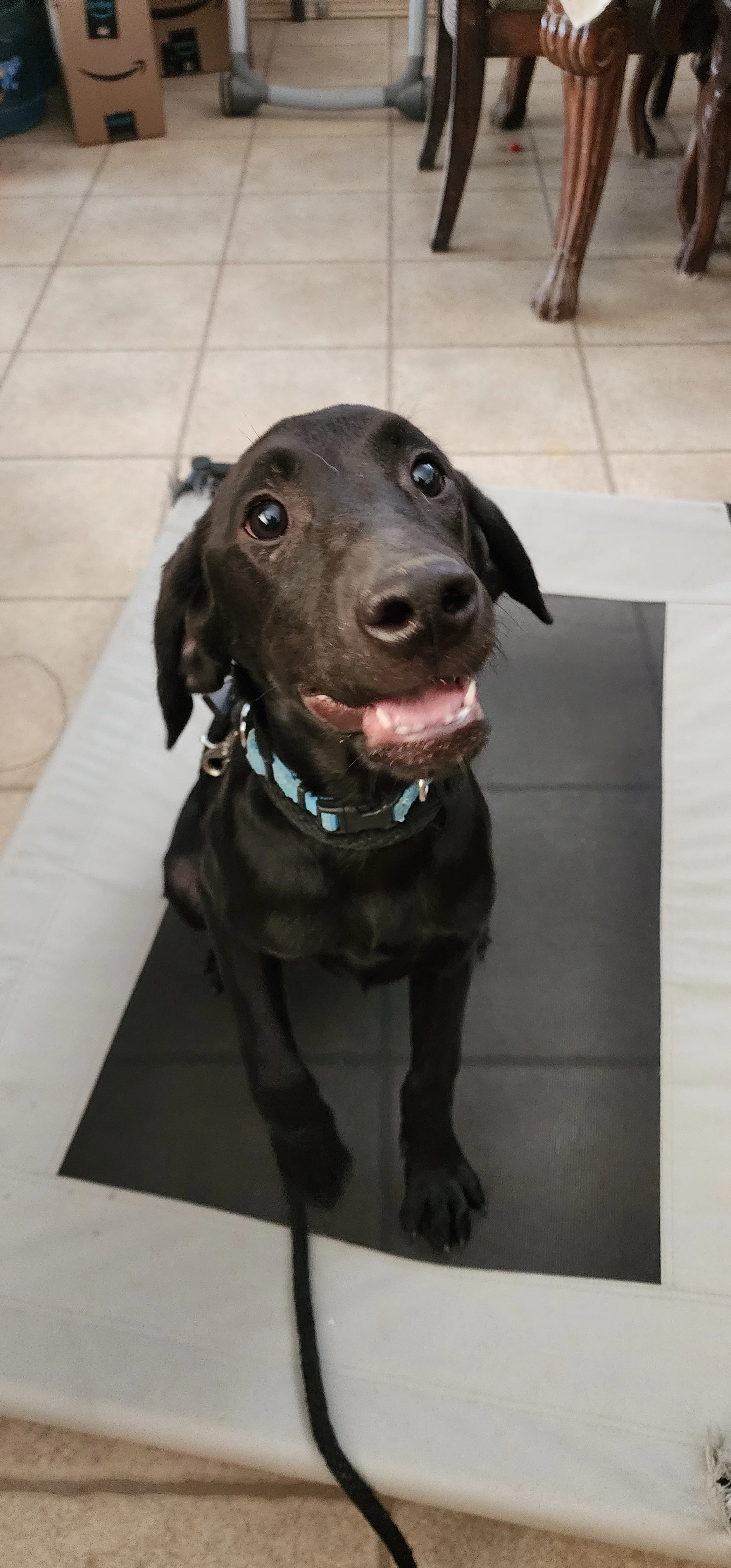 Ozzie - M Labrador