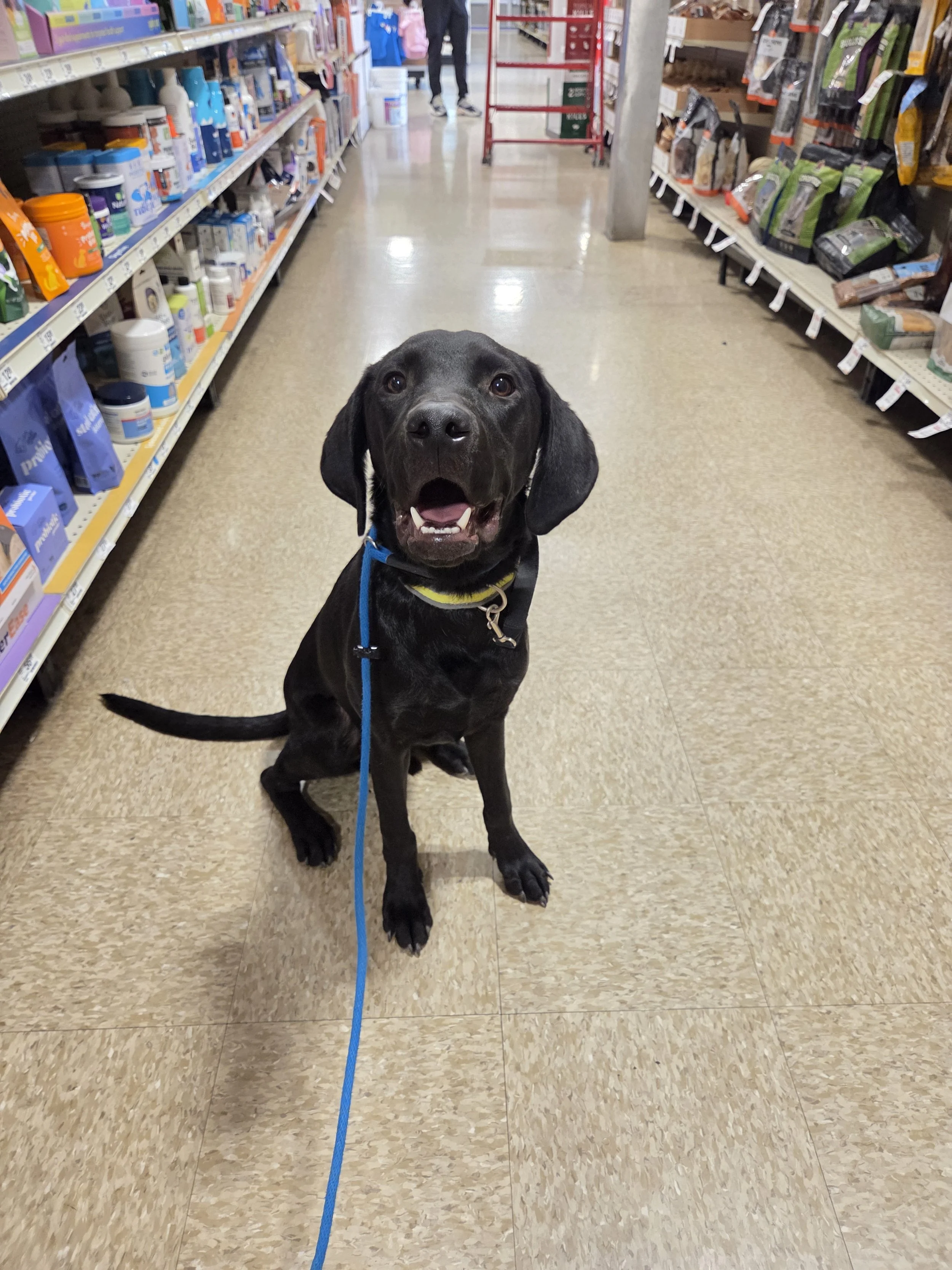 Radar - M Labrador