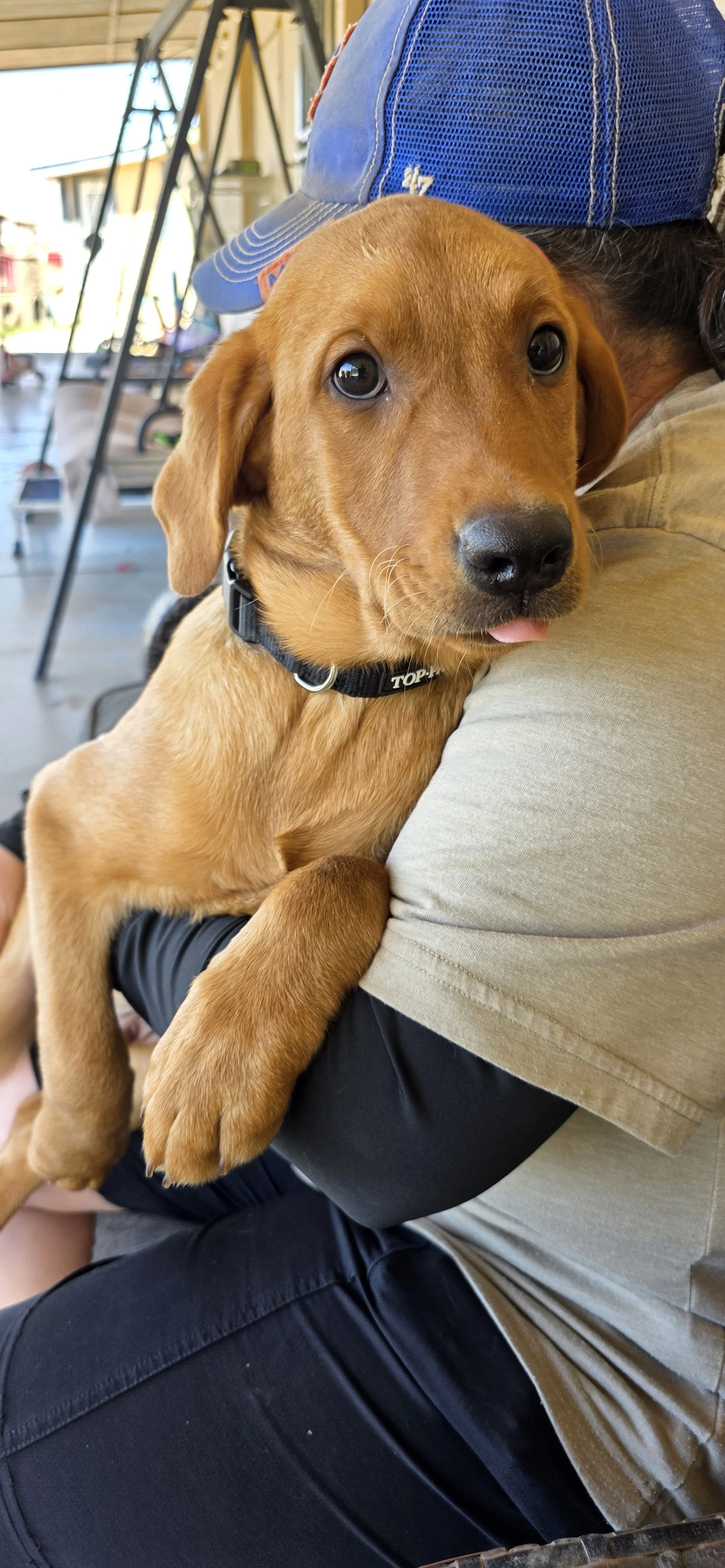 Bolt M Labrador
