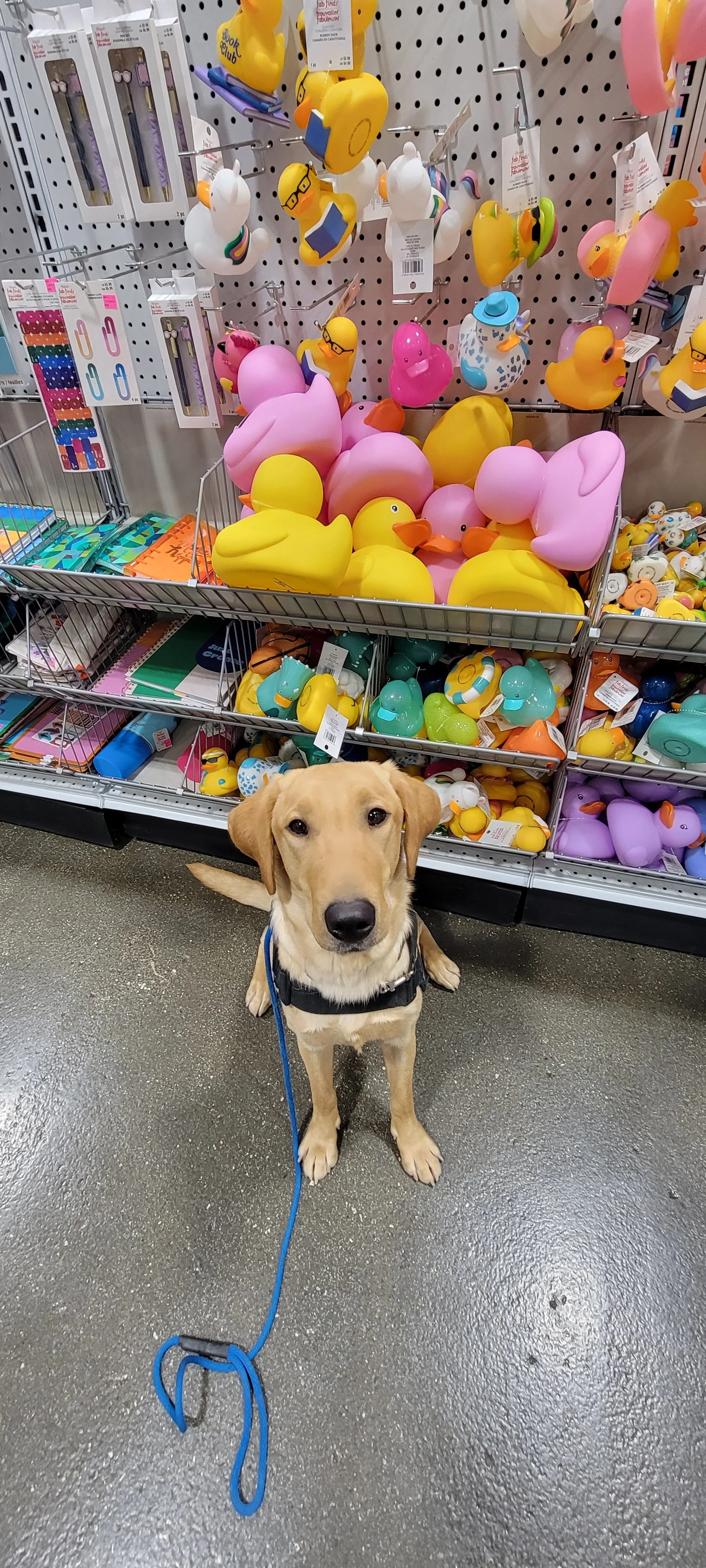 Buddy - Male Labrador