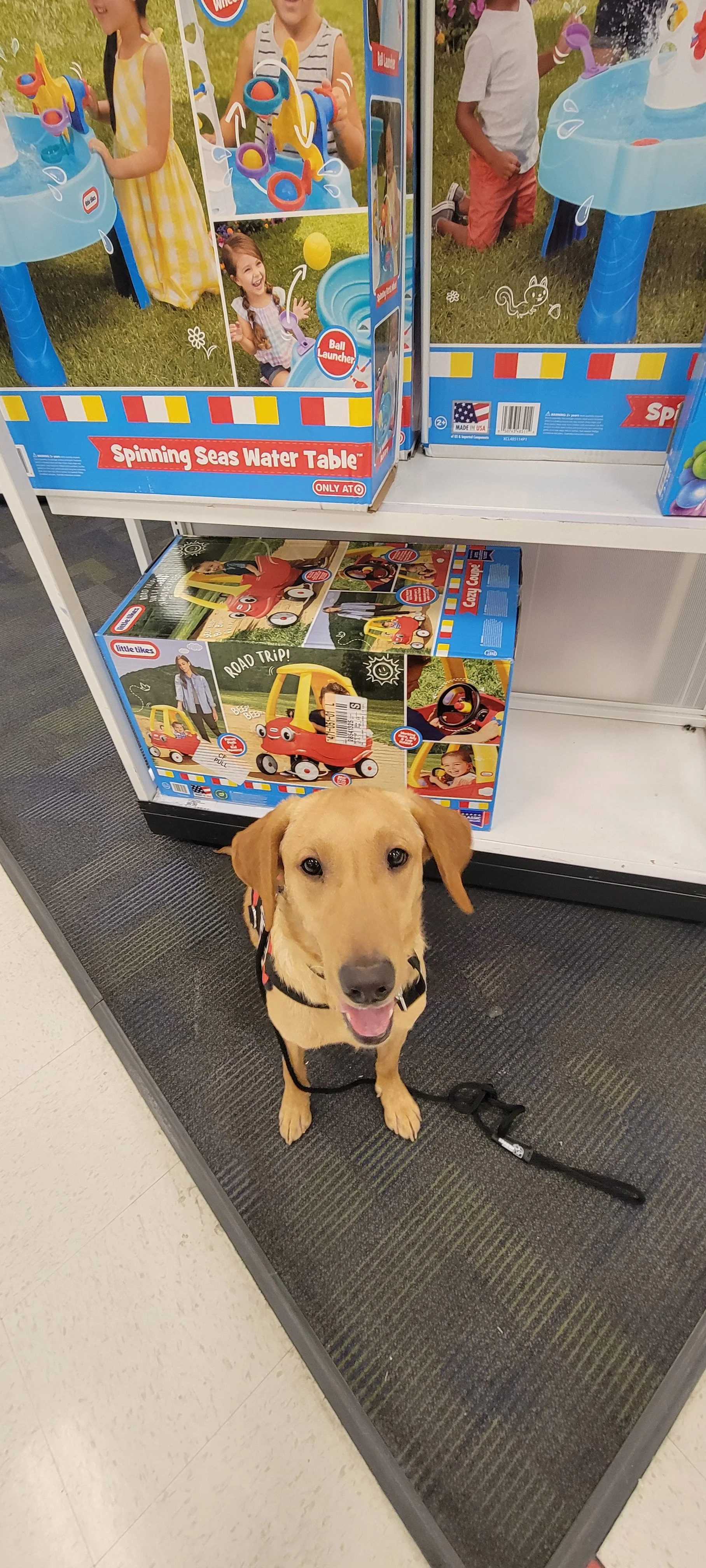 Joe-  Male Labrador