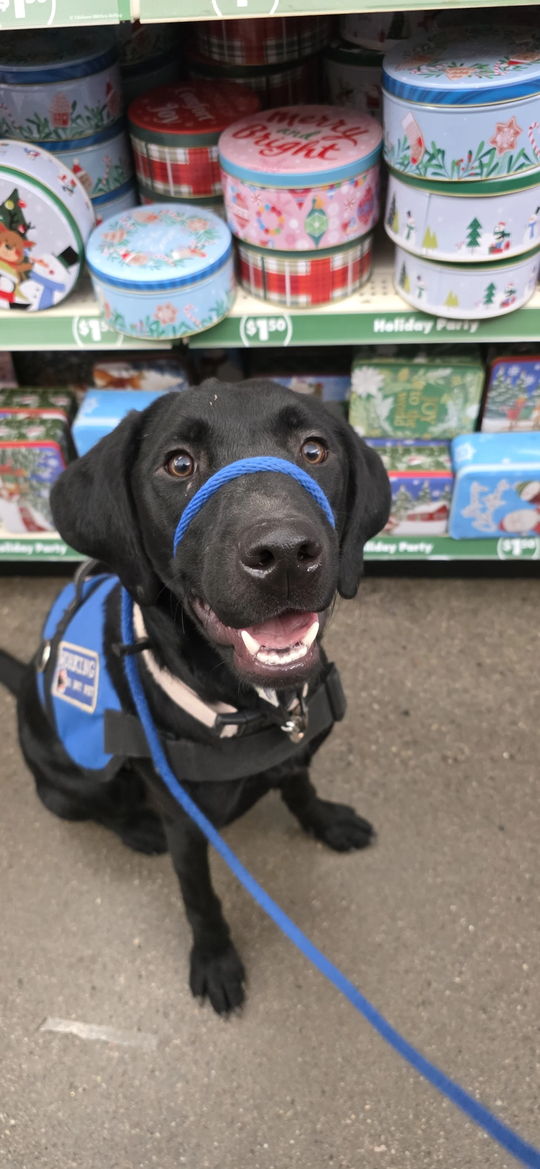 Brook - F Labrador