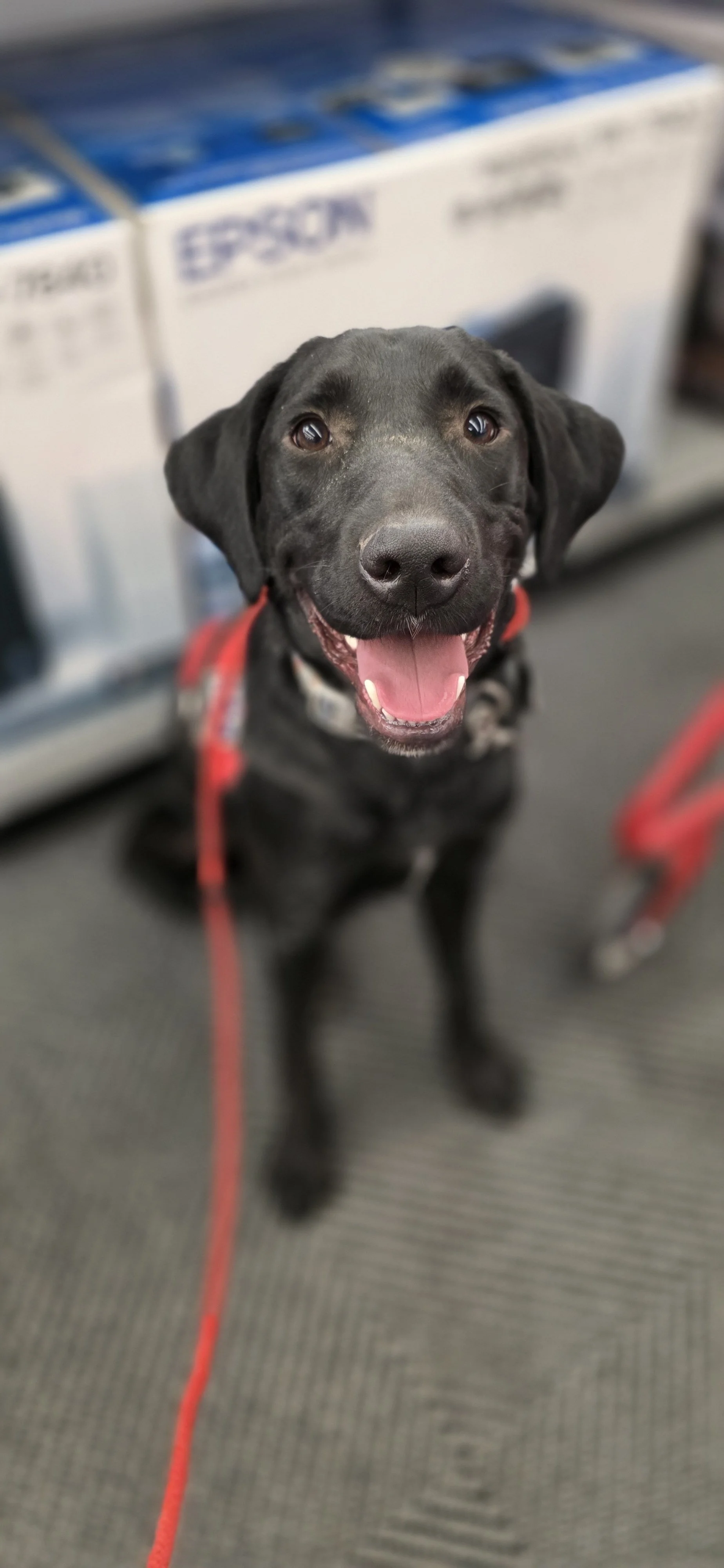 Austin - M Labrador