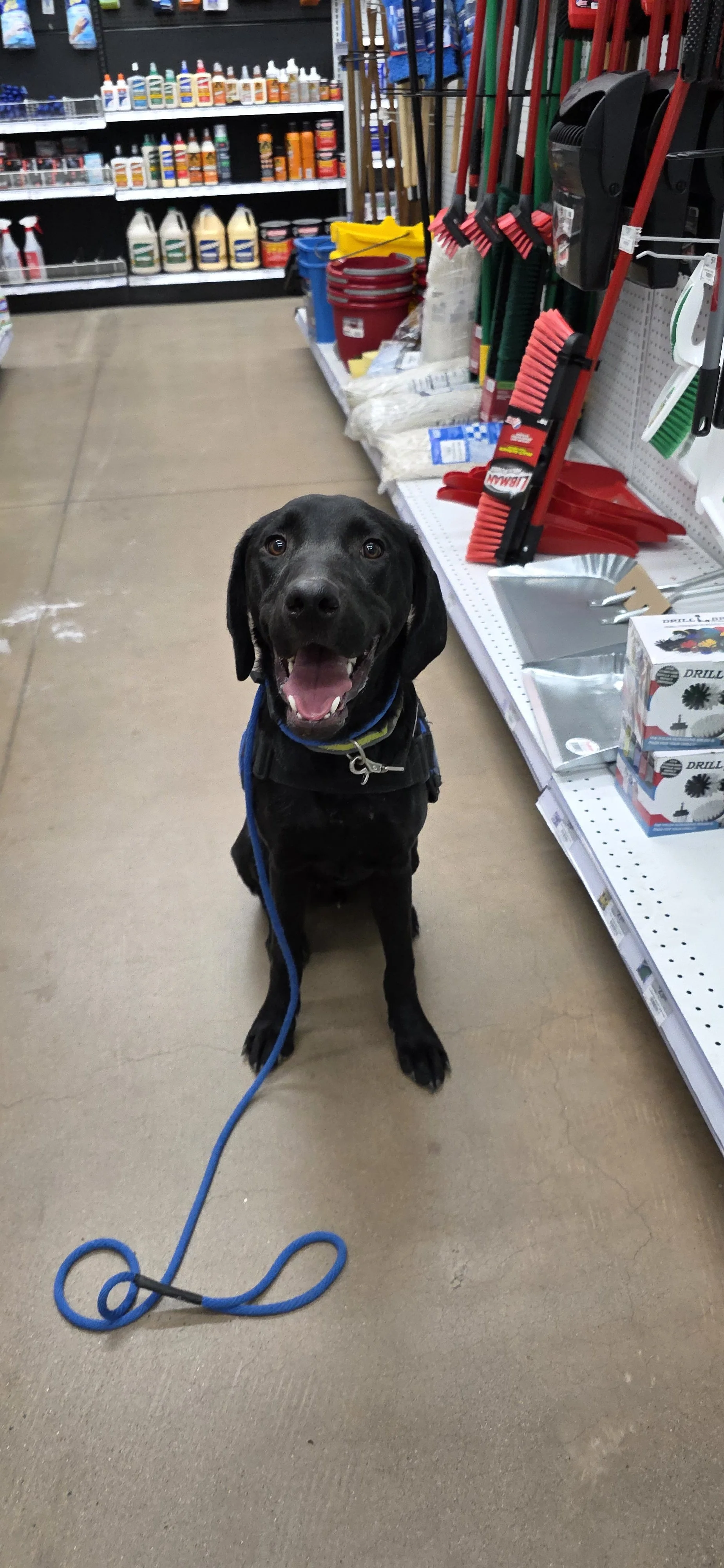 Radar - M Labrador