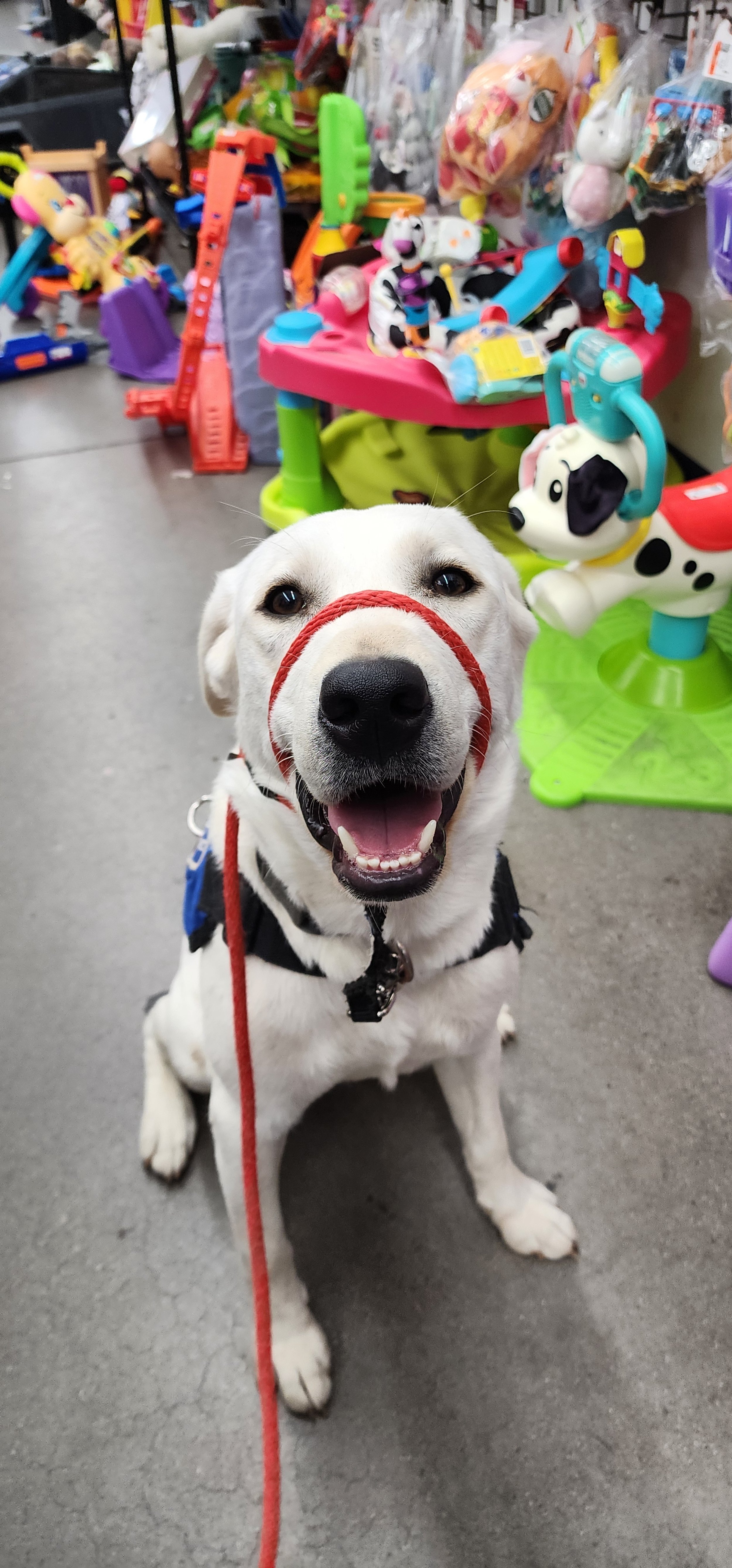 Milo - Male Labrador