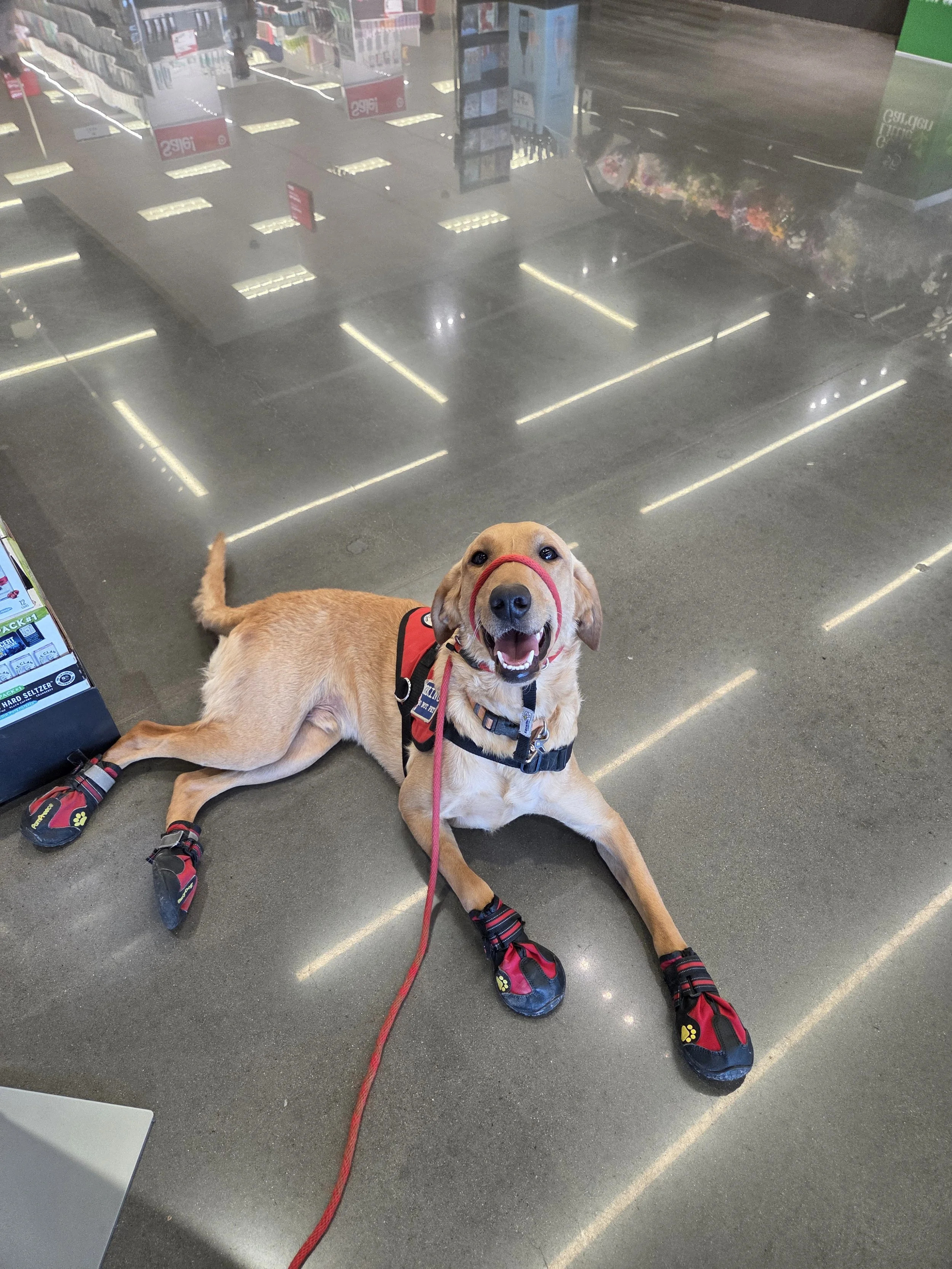 Joe-  Male Labrador
