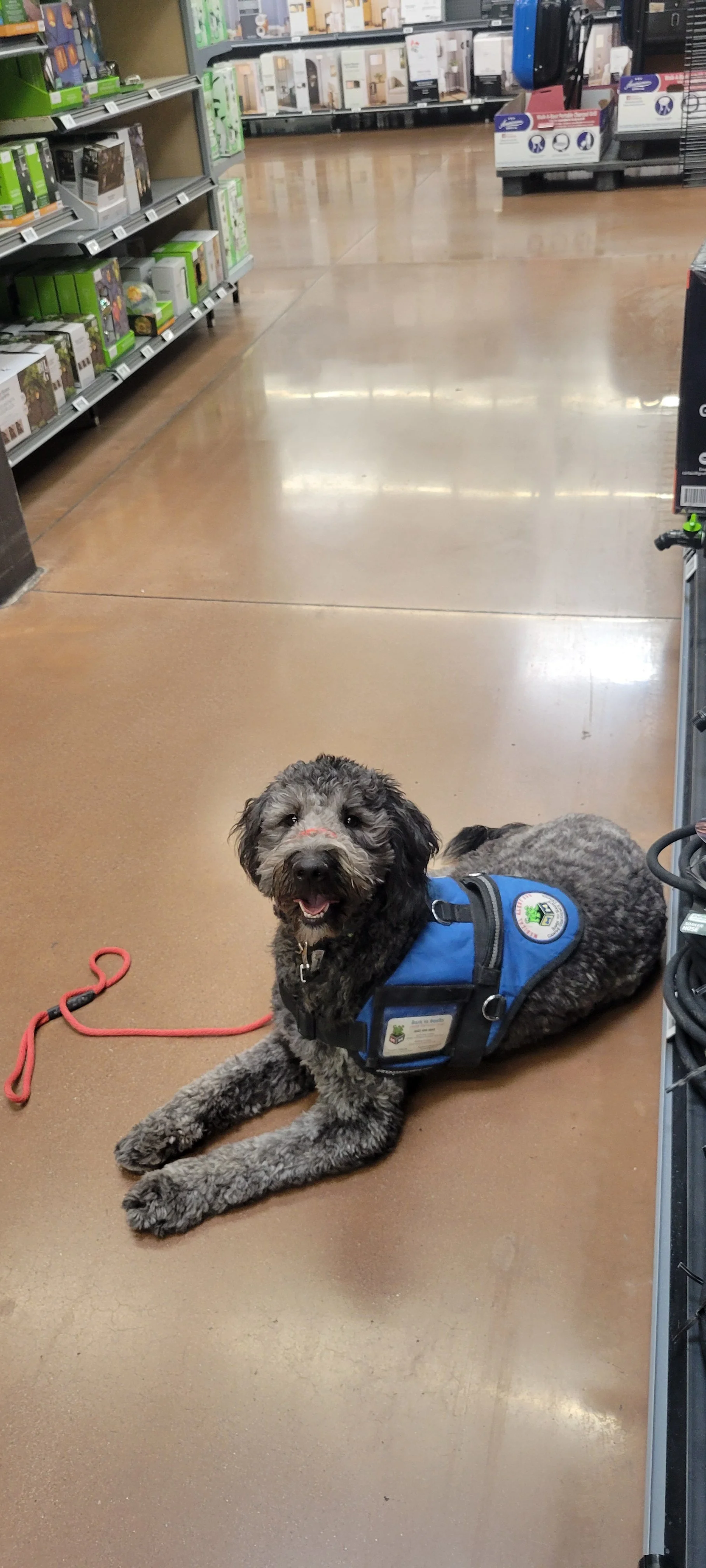 June F Goldendoodle 