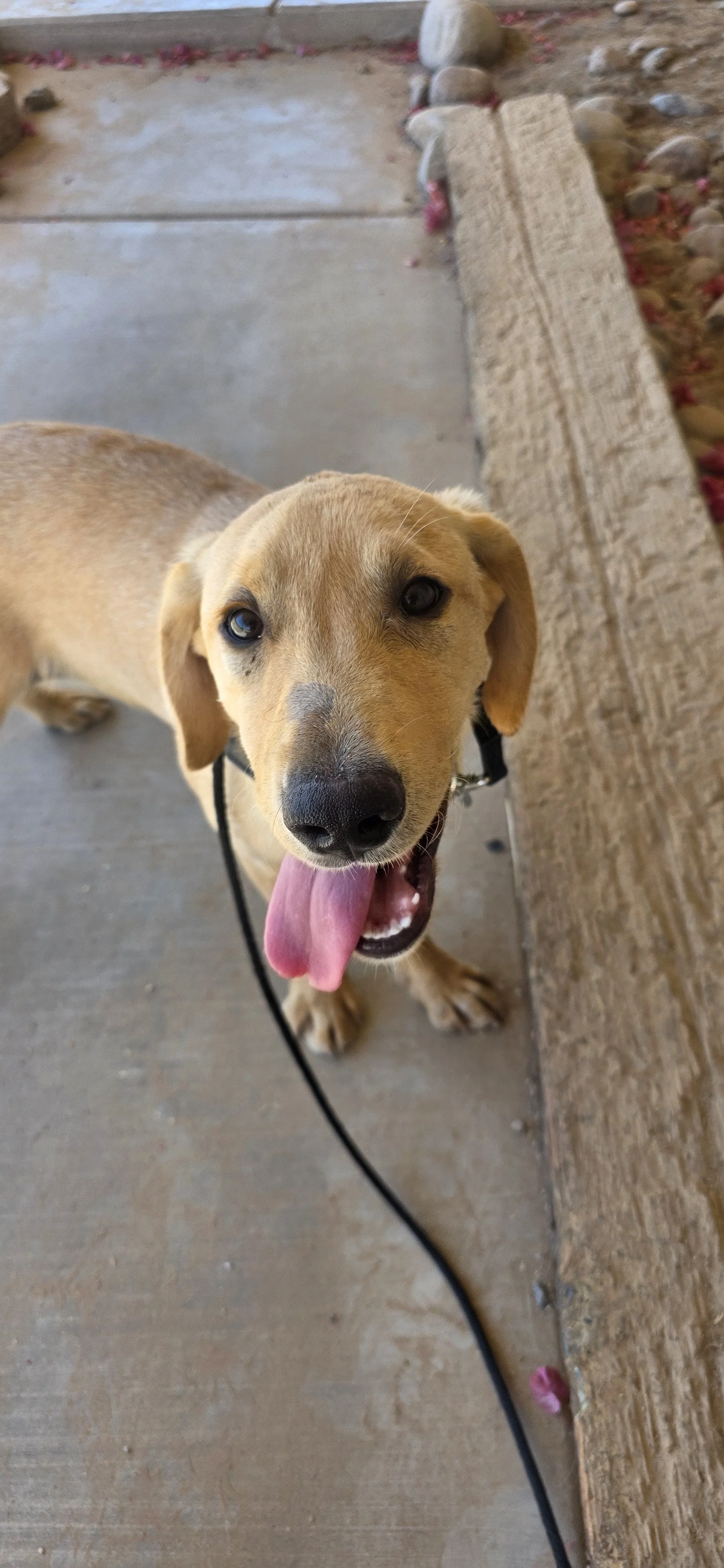 Kip - Labrador