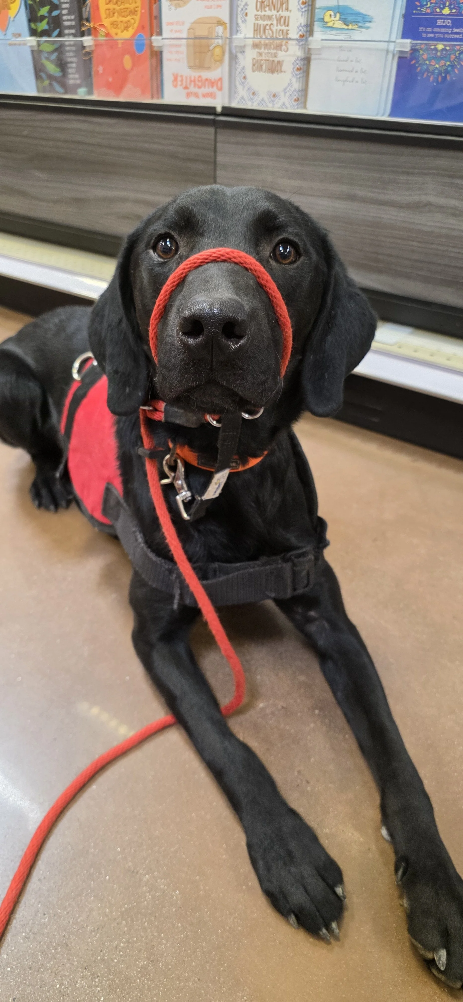 Bronx - M Labrador