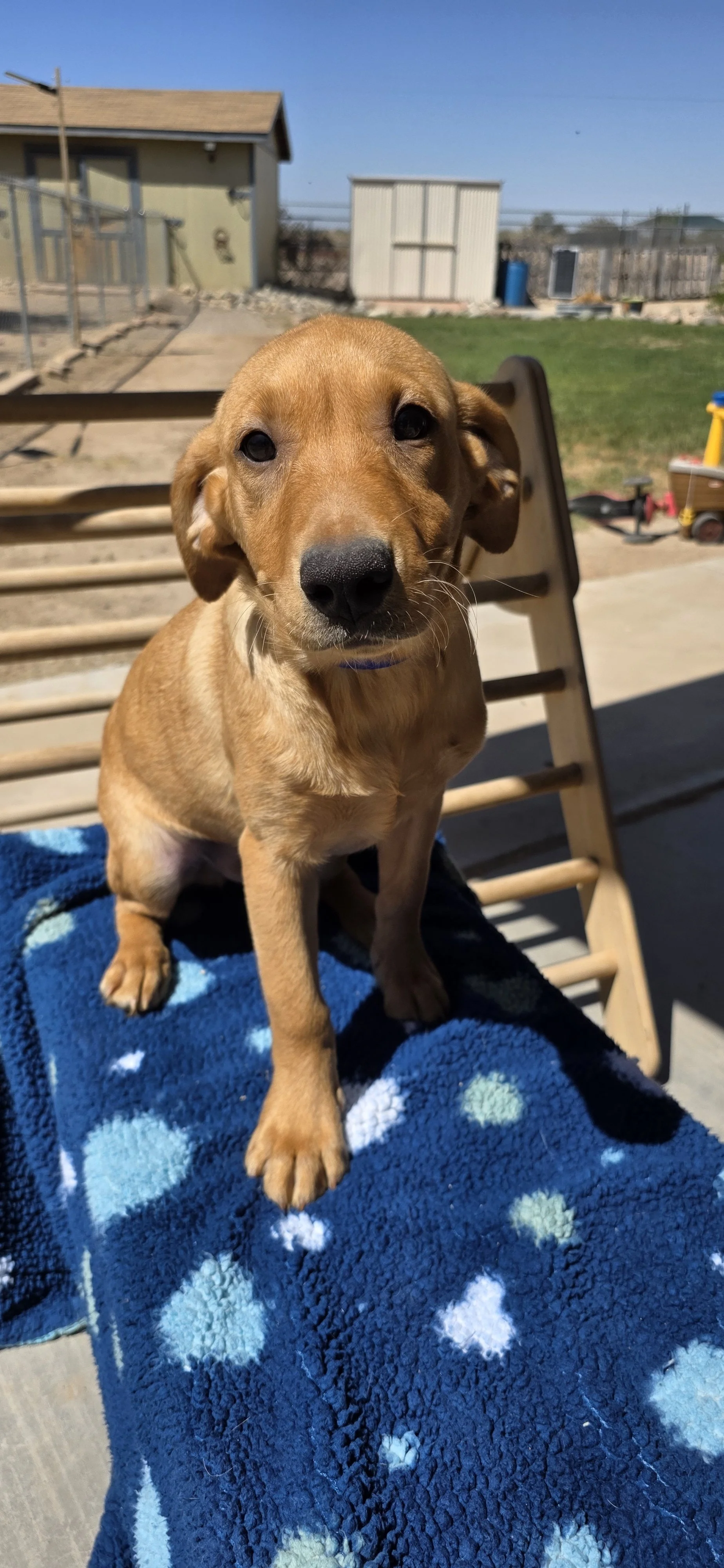 Ranger - M Labrador